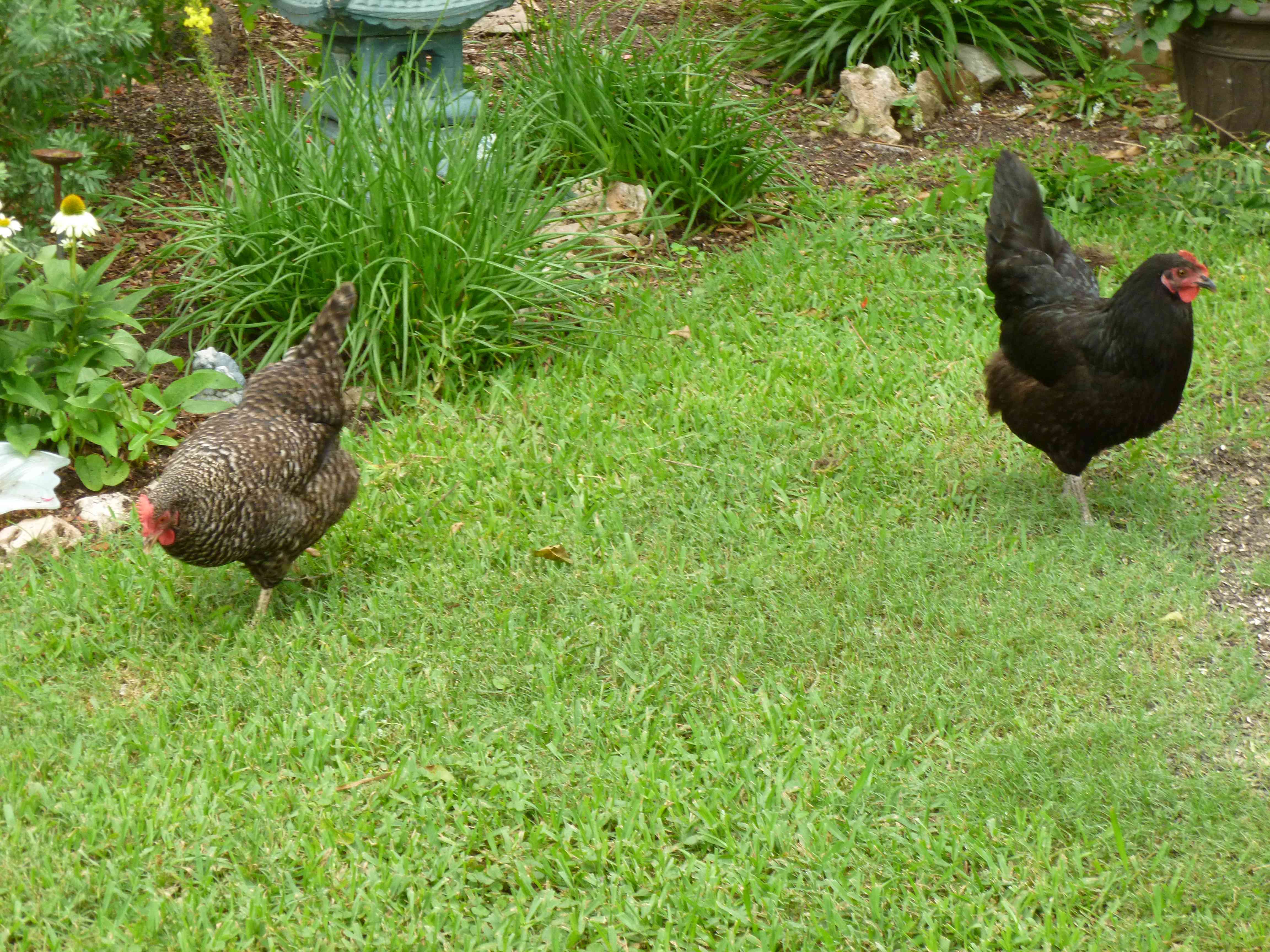 Phyllis and Opal at about 15 months