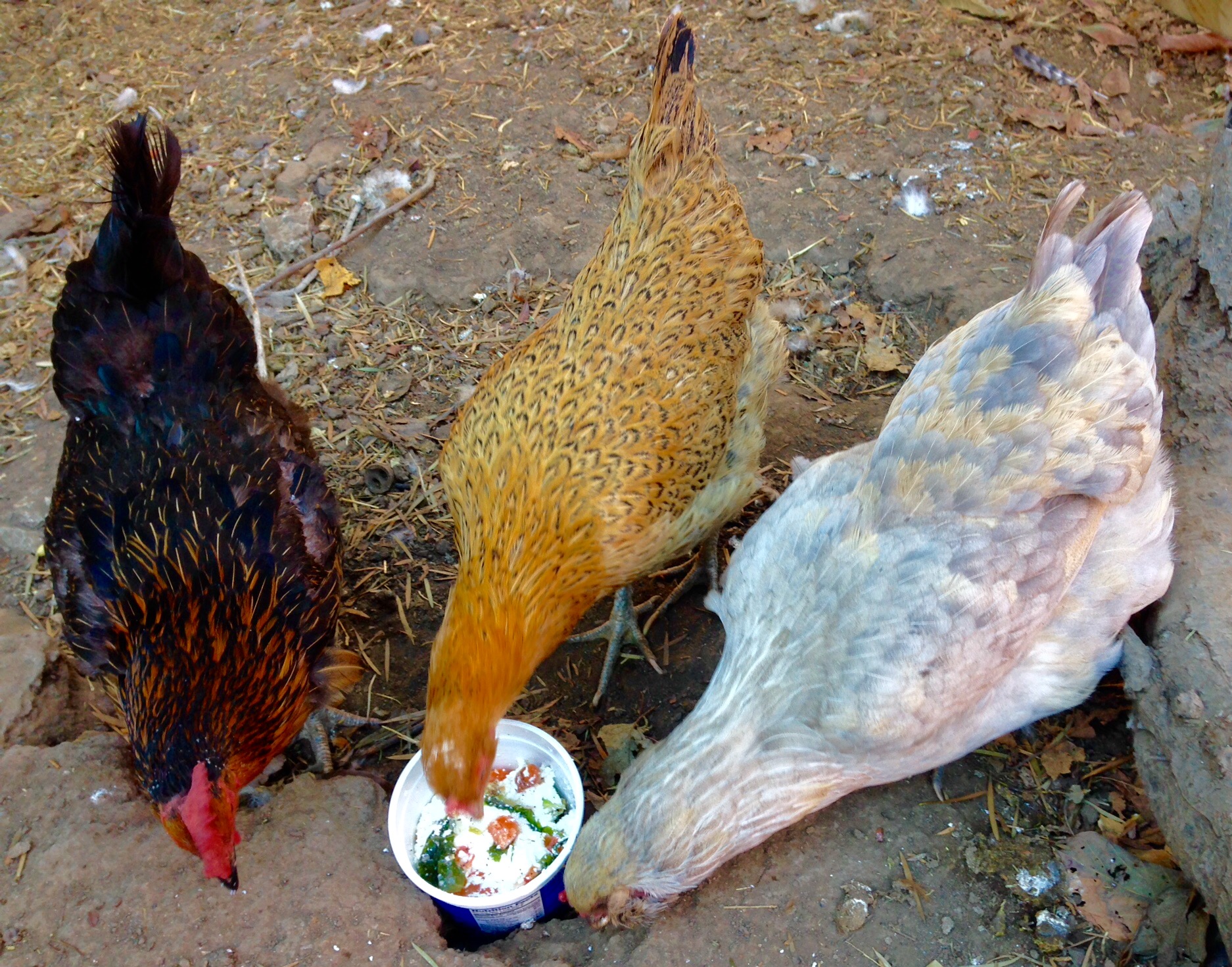 Phyllis (black sexlink and super egg layer), Beatrix and Deedee (both Easter Eggers who lay green eggs).