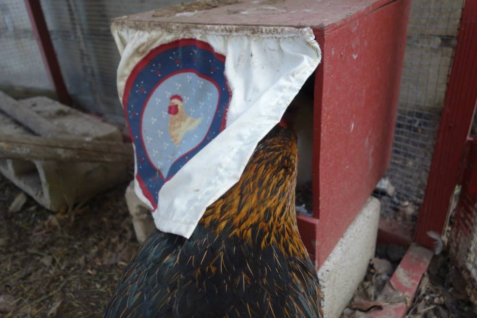 Phyllis checking to see if Deedee is done yet in the nesting box.
