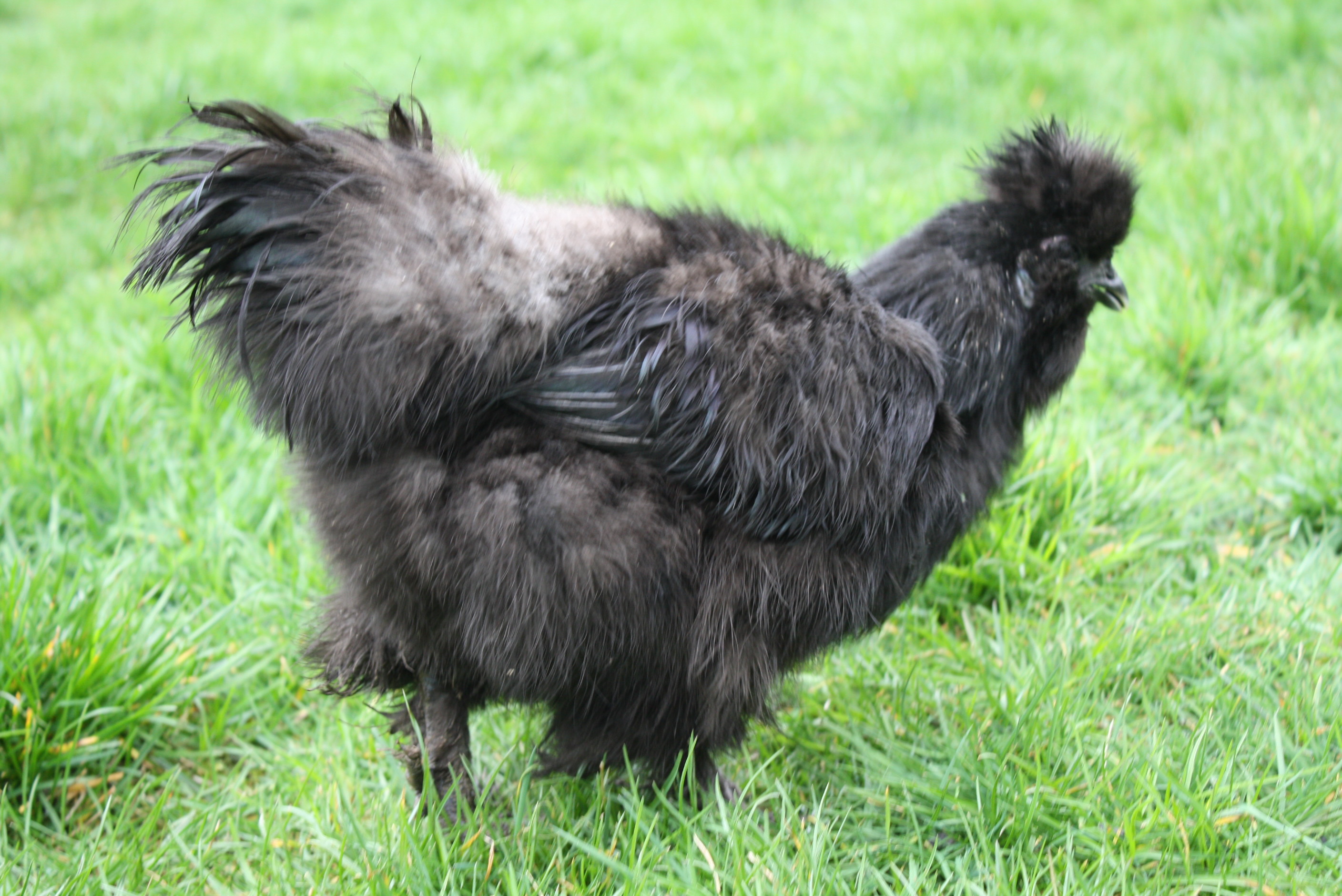 Phyllis Diller