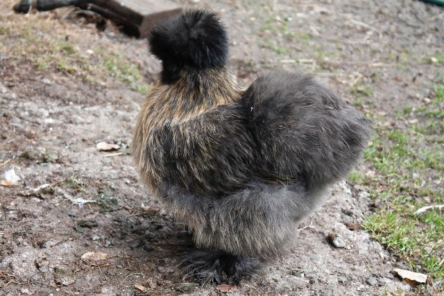 Phyllis - Partridge pullet