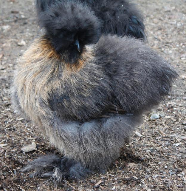 Phyllis - Partridge silkie @ 20 weeks