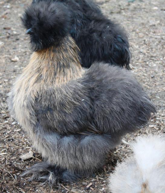 Phyllis - Partridge silkie @ 20 weeks