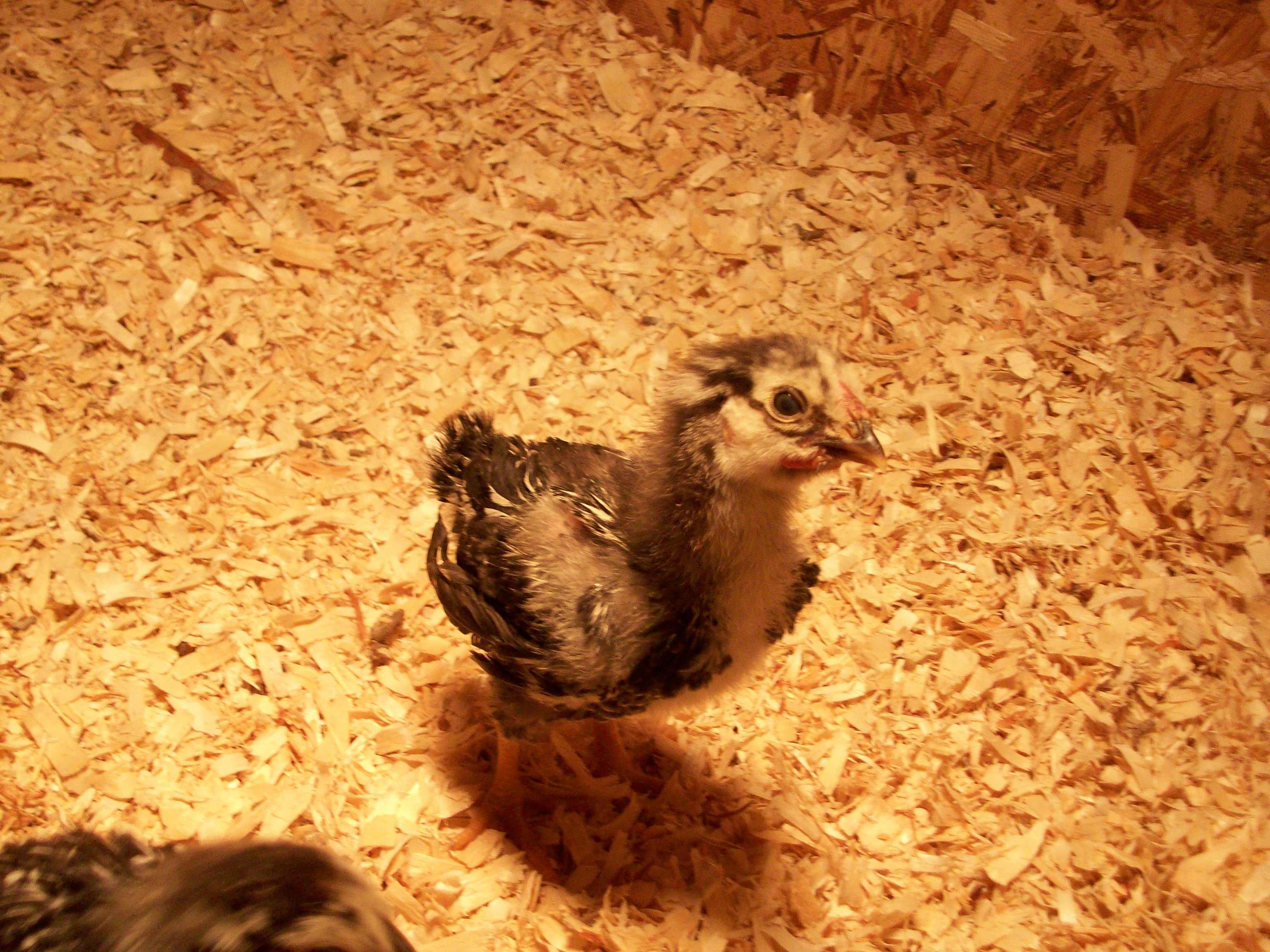 Phyllis (thinking this ones a rooster)