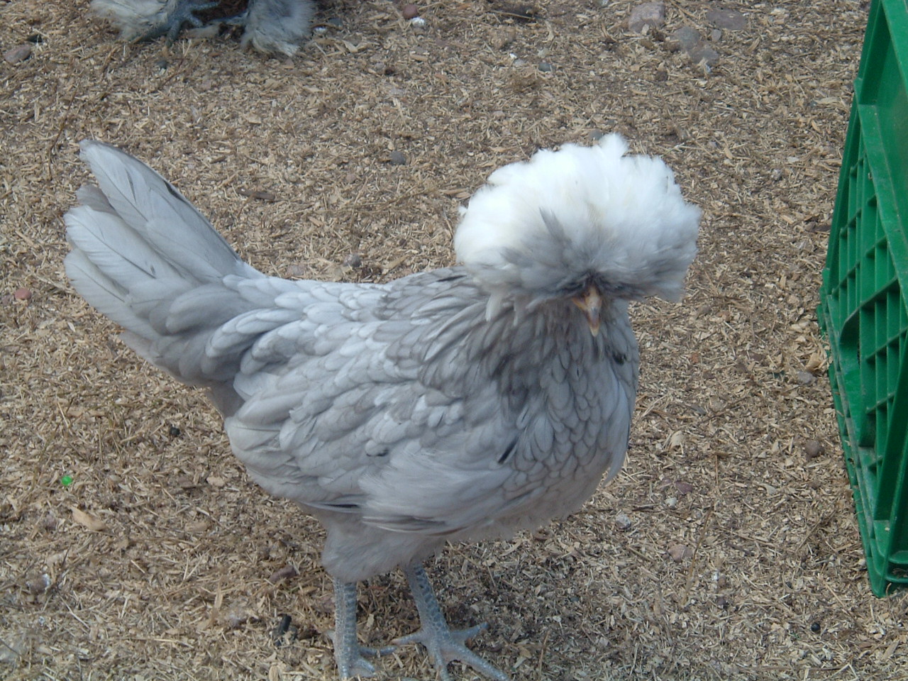 Phyllis