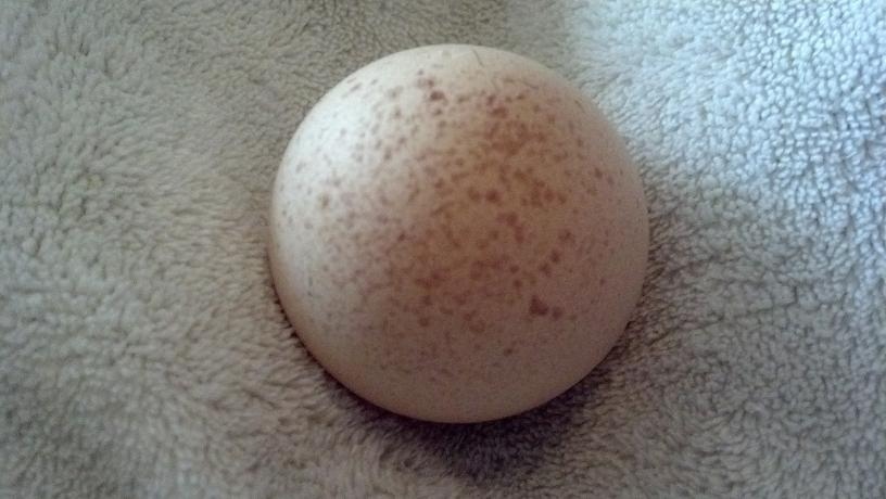 Pic #1: Strange Shell Abnormality