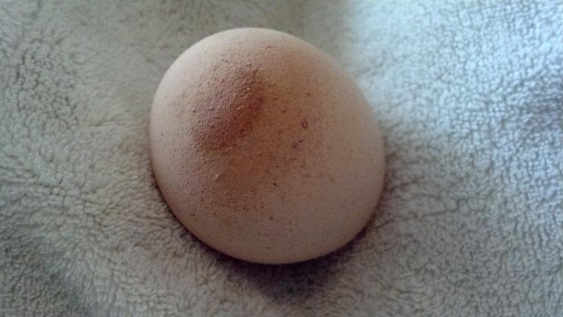 Pic #3: Strange Shell Abnormality