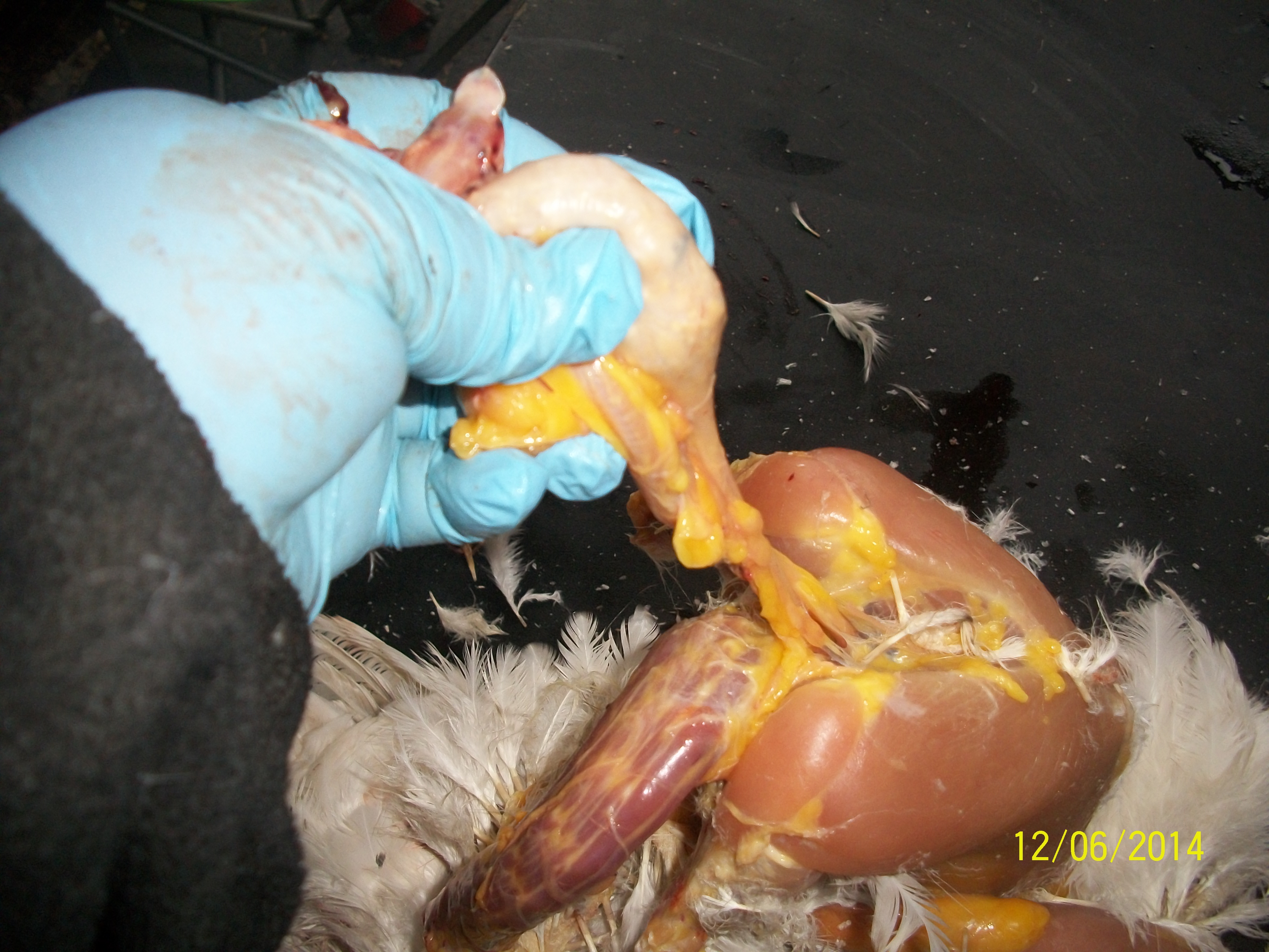 Pic of trachea, esophagus and crop being isolated from the neck and chest and pulled free of attachments there.