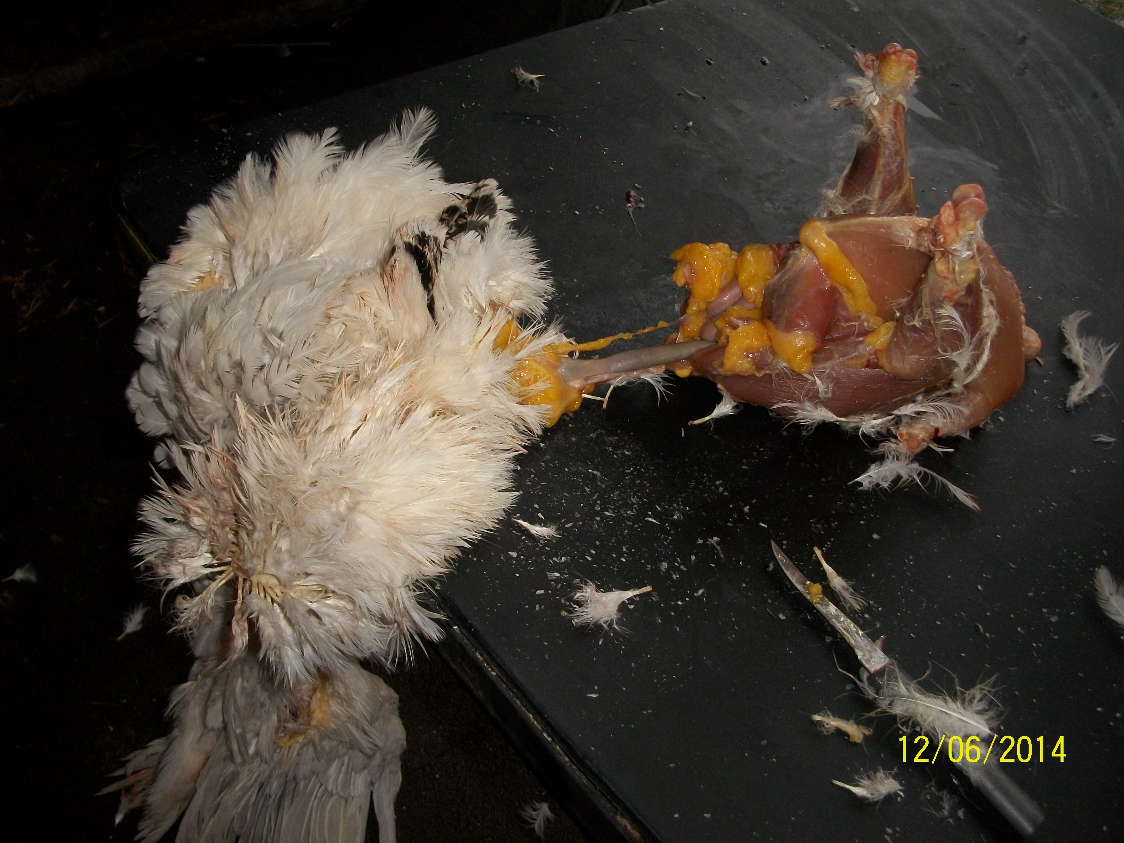Pic shows all attachments loosened and rectum stretched out of body cavity.