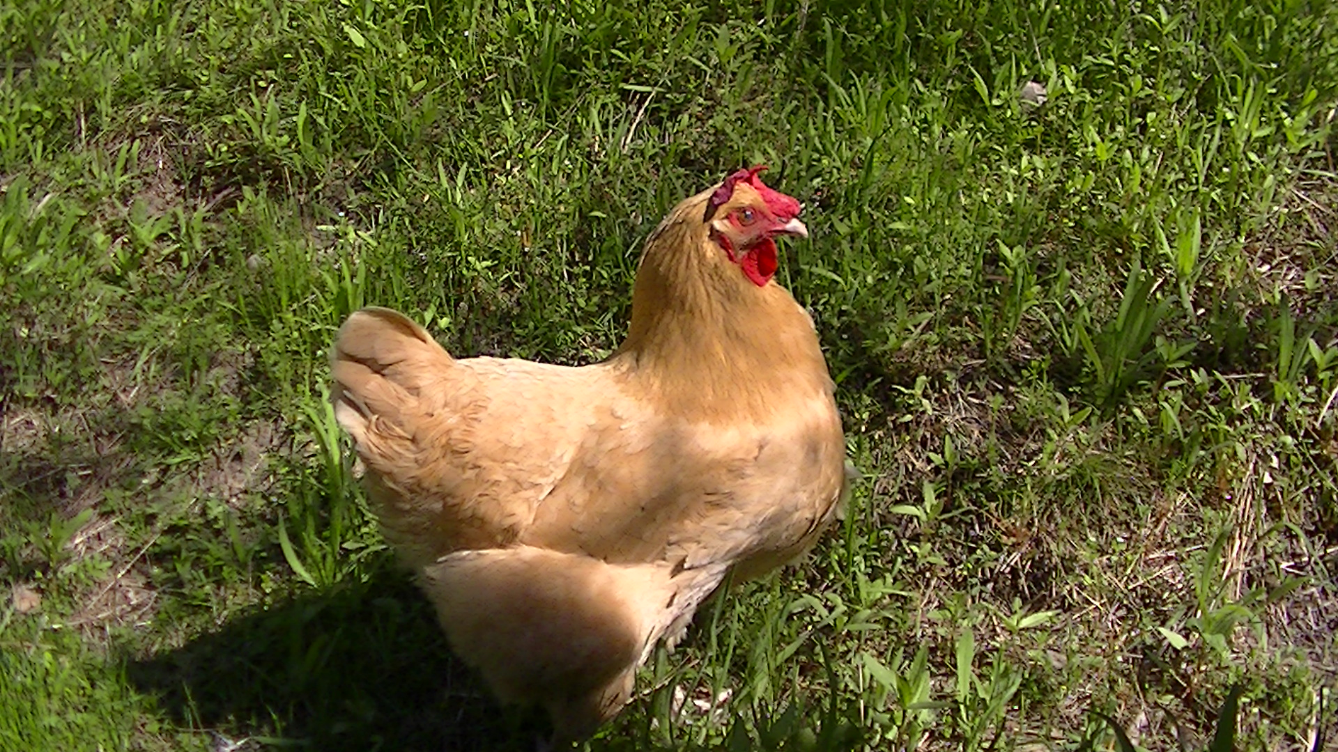 PIC_1024.JPG

Jesse (2010-2013)