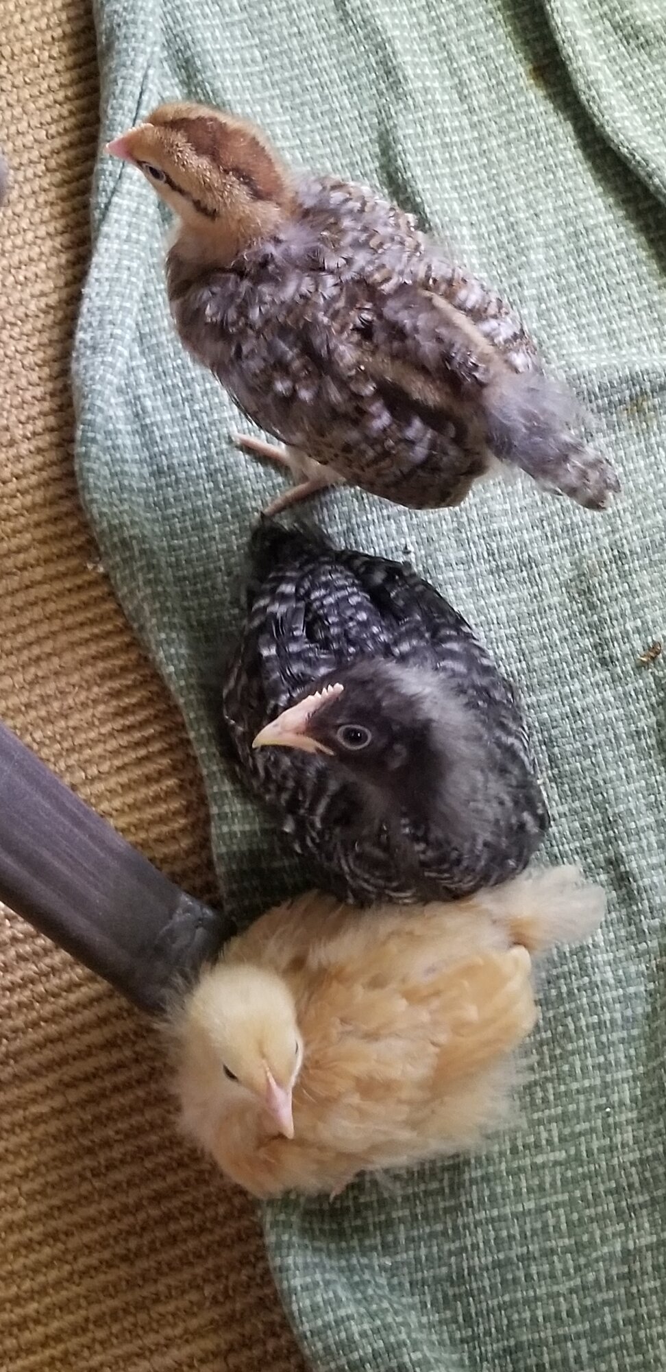 Picatta, Ja-quellen and Rosie