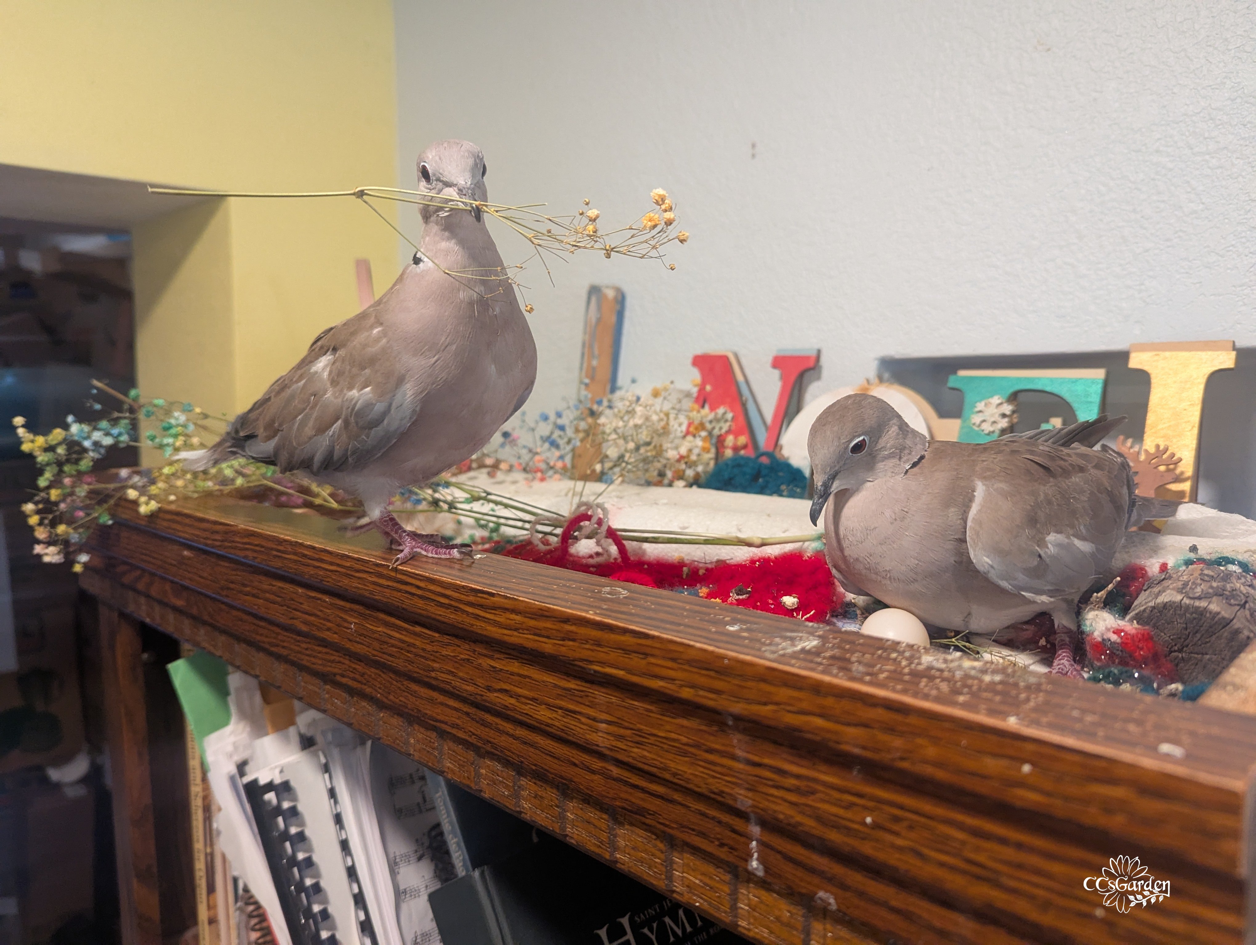 pichon and smarty.jpg