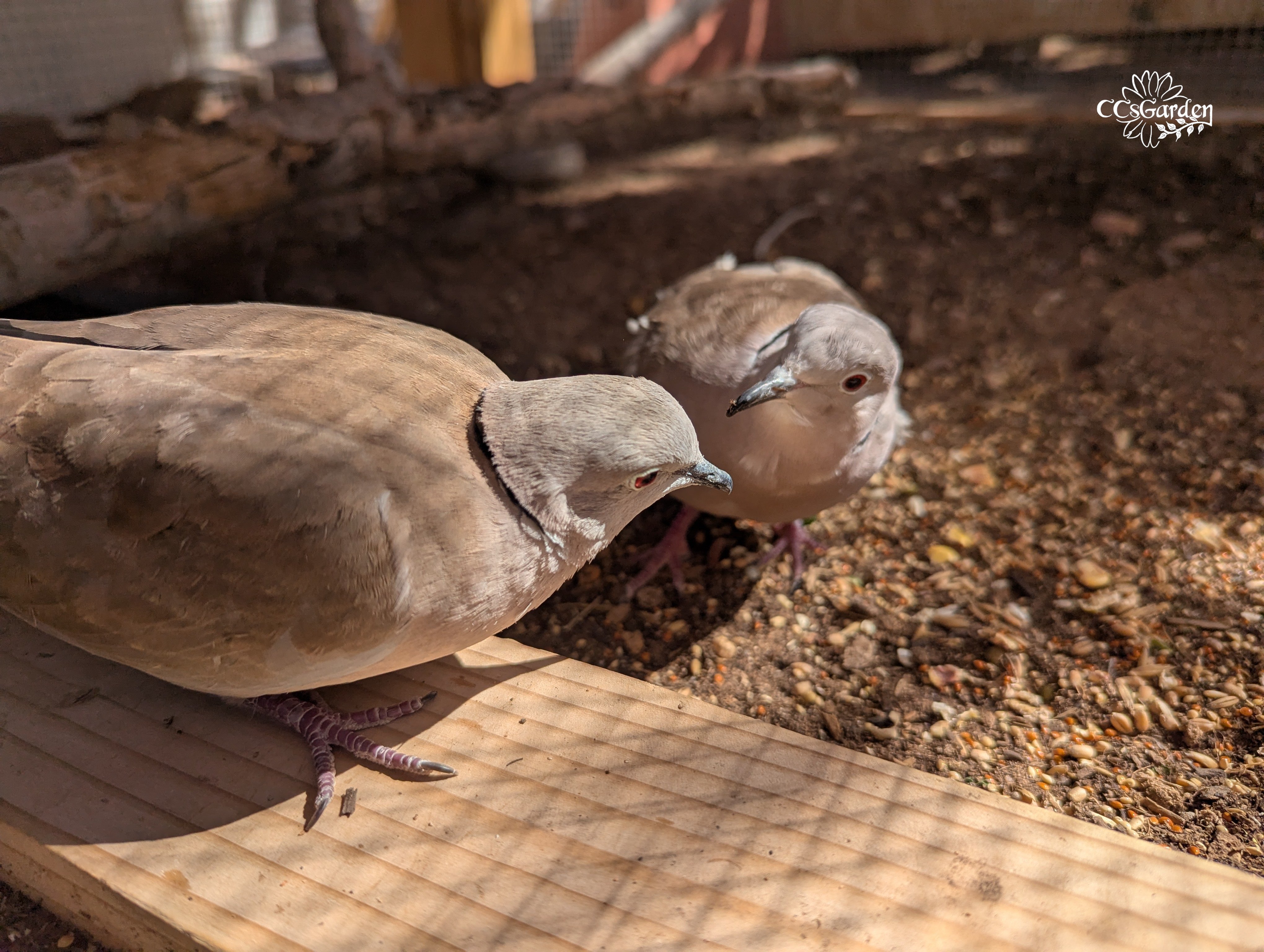 pichon and smarty.jpg