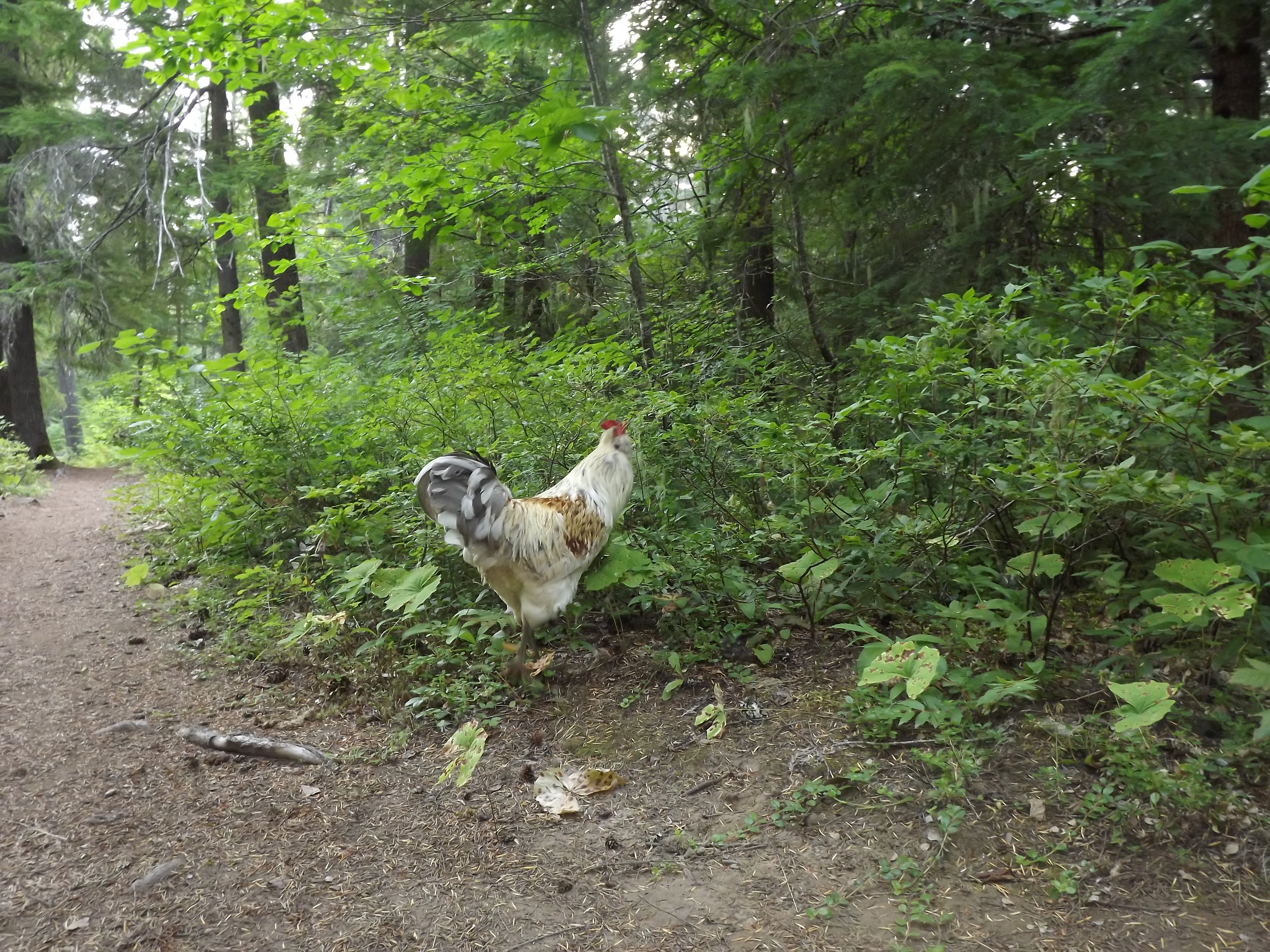 Picking Berries