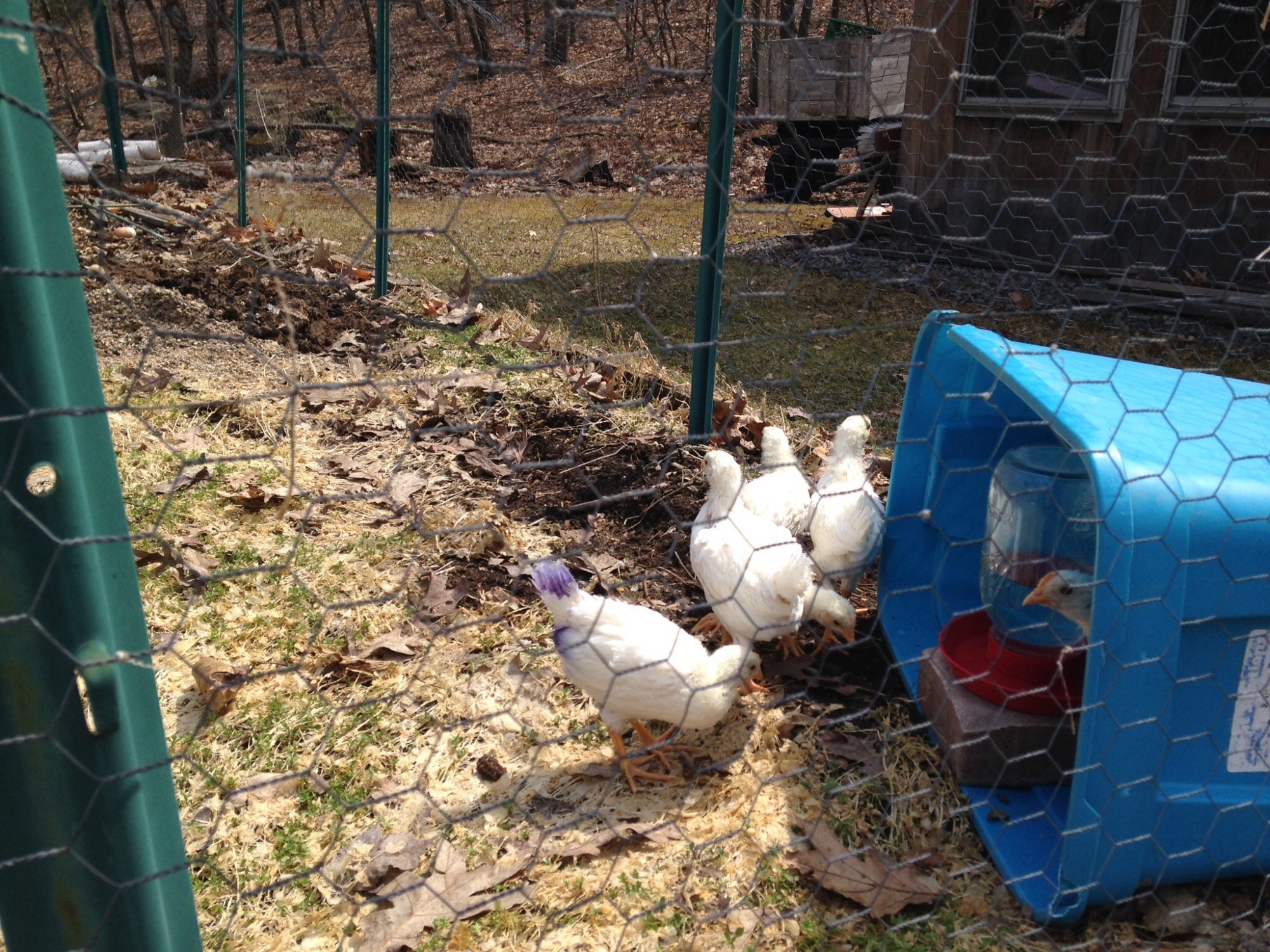 Picking in the garden