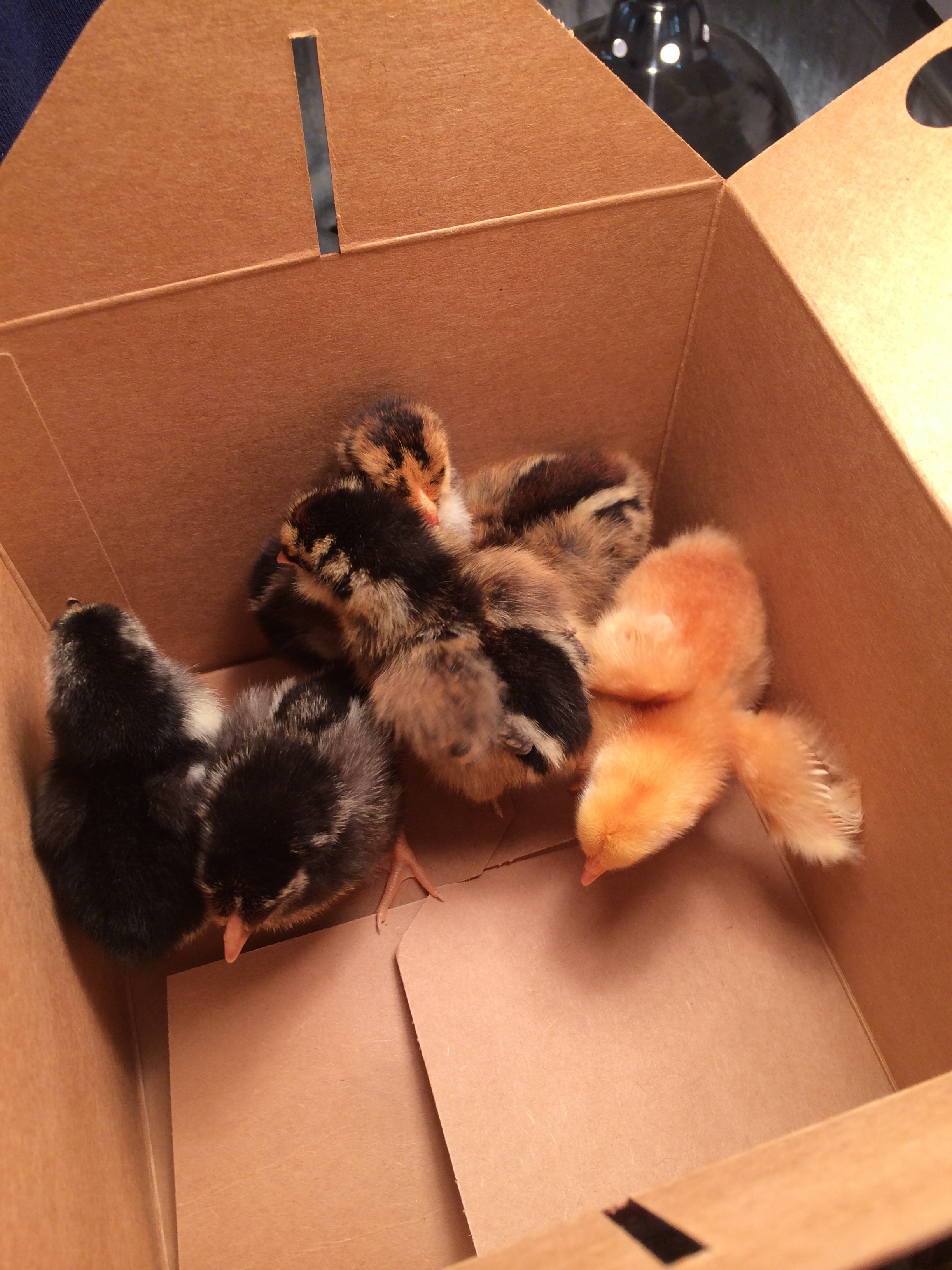 Picking my ladies out at 360 Hardware and Rental! The employees were so helpful, knowledgeable and fun.  I don't know if this picture shows my final selection, we went with 2 Araucanas (both with muffs as insisted), a silver laced and a golden laced Wyandotte, a red-sex link (Golden Comet) and as recommended a Buff Brahma. We had to have those feathery feet and fun personalities the lady told me.