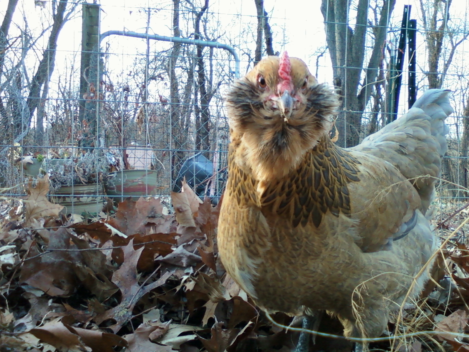 Pickles, our easter egger hen