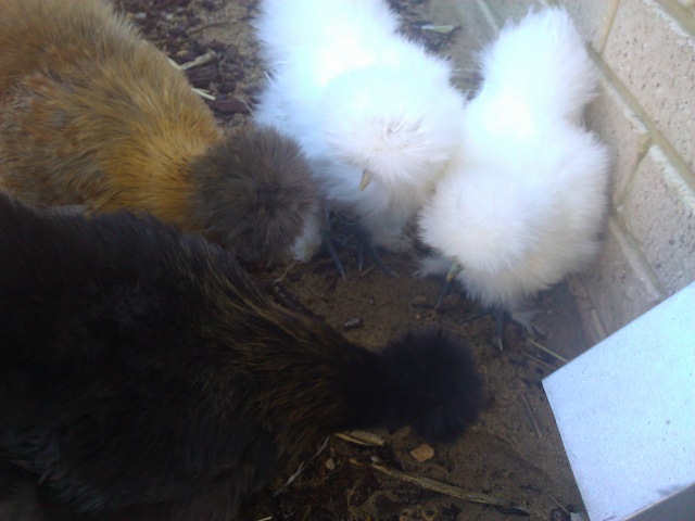 Pickles , Snickers , BubbaGump & Booger. :)