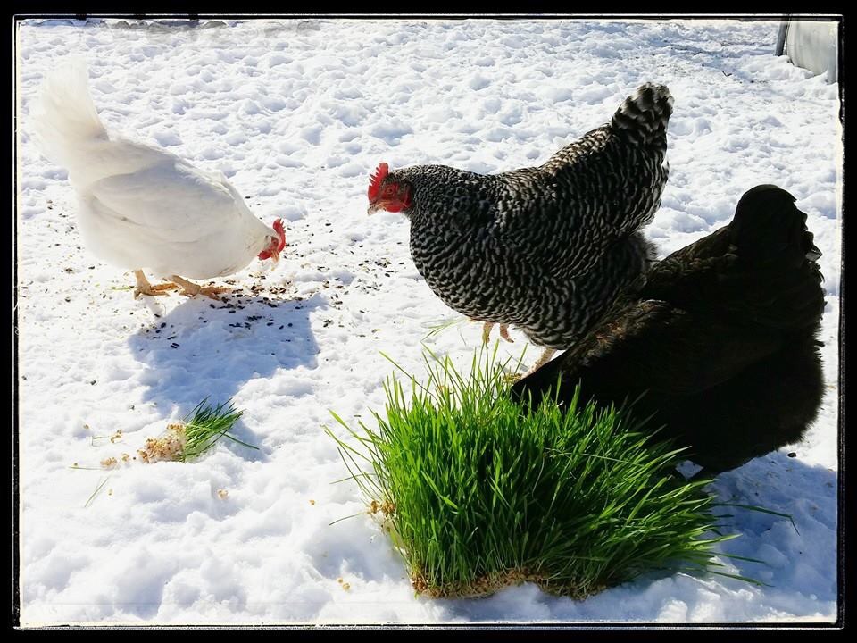 Picnic to celebrate the end of a loooong winter!