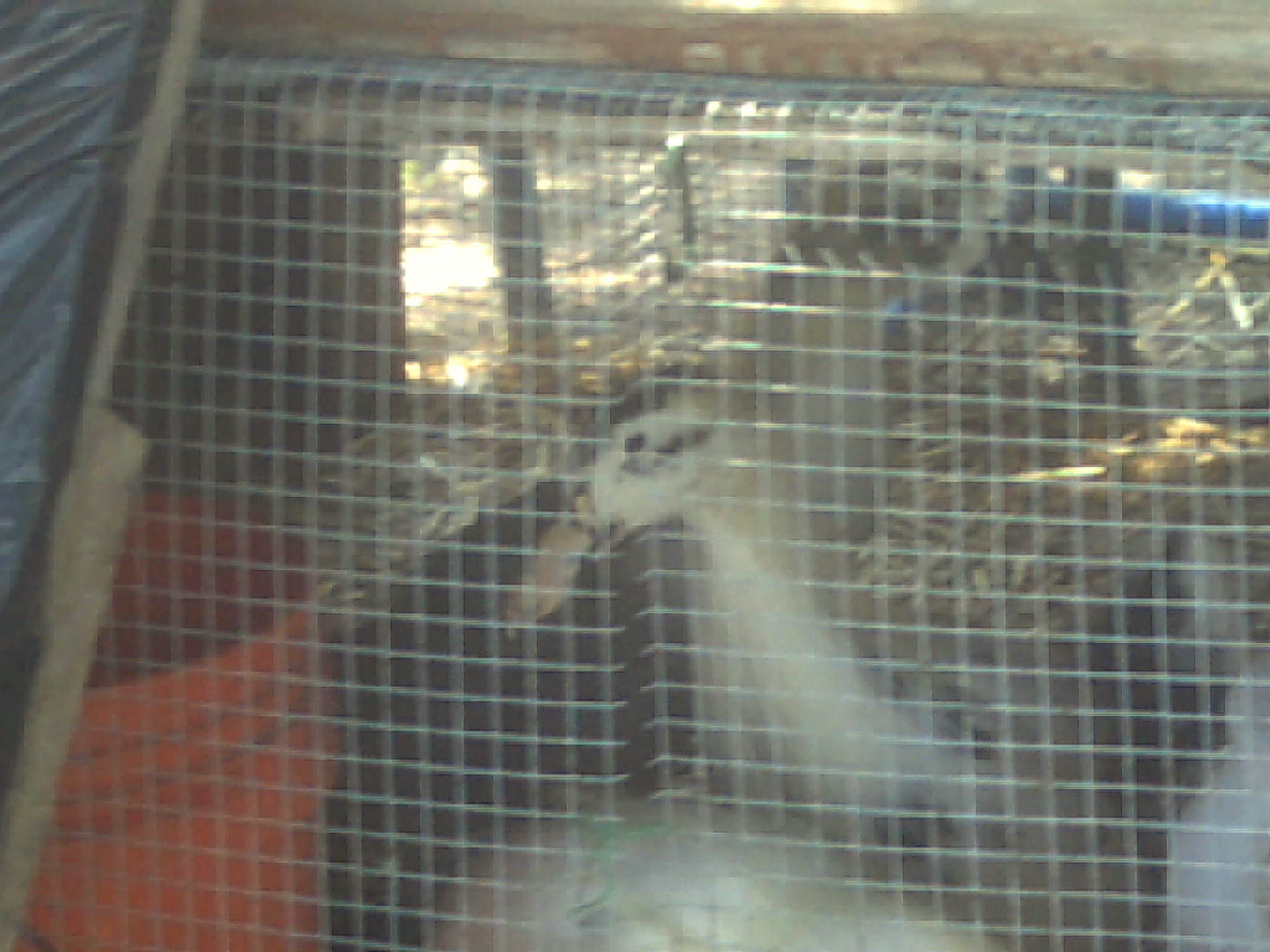 Pics of my anacona ducklings