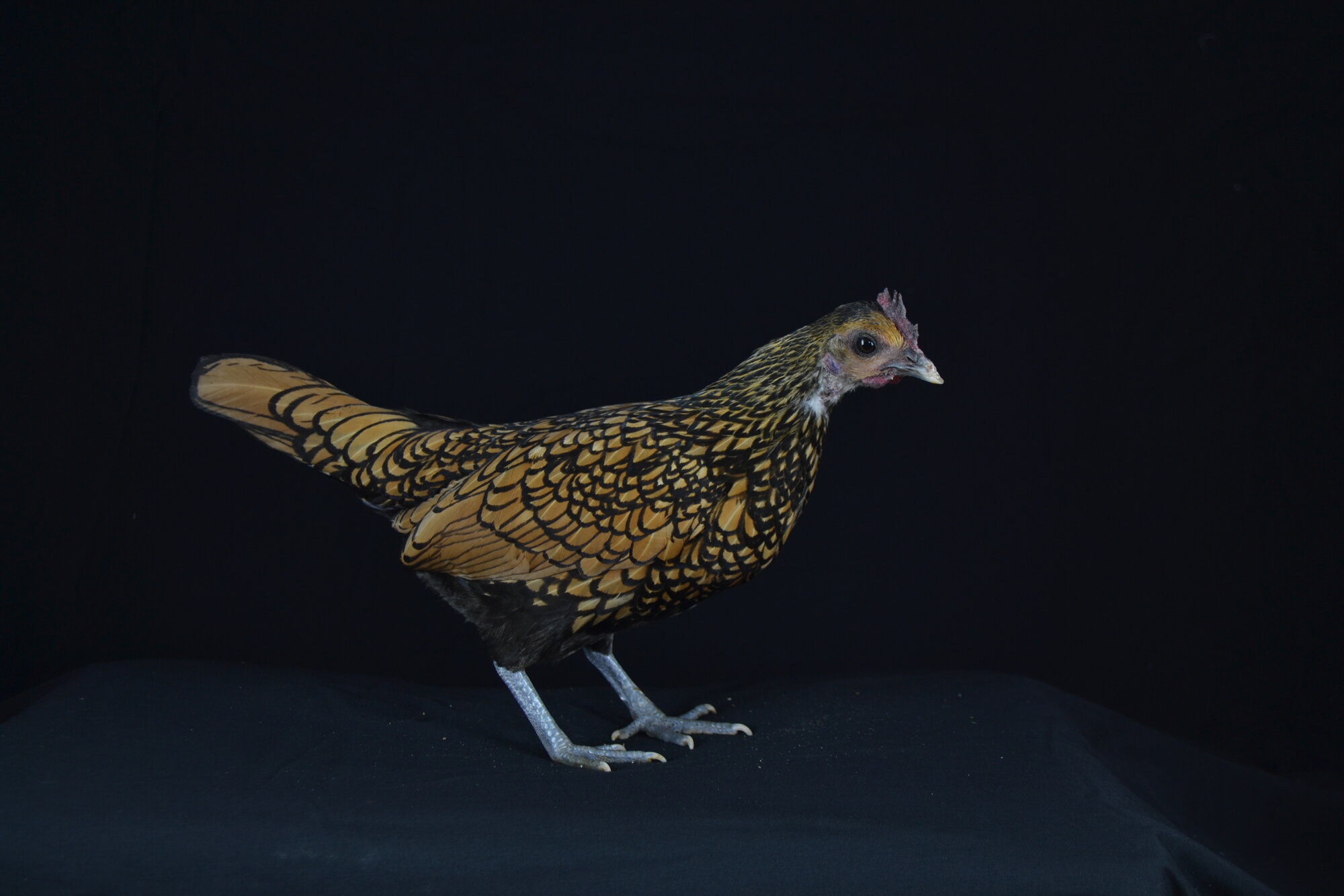 Picture day!! Nugget