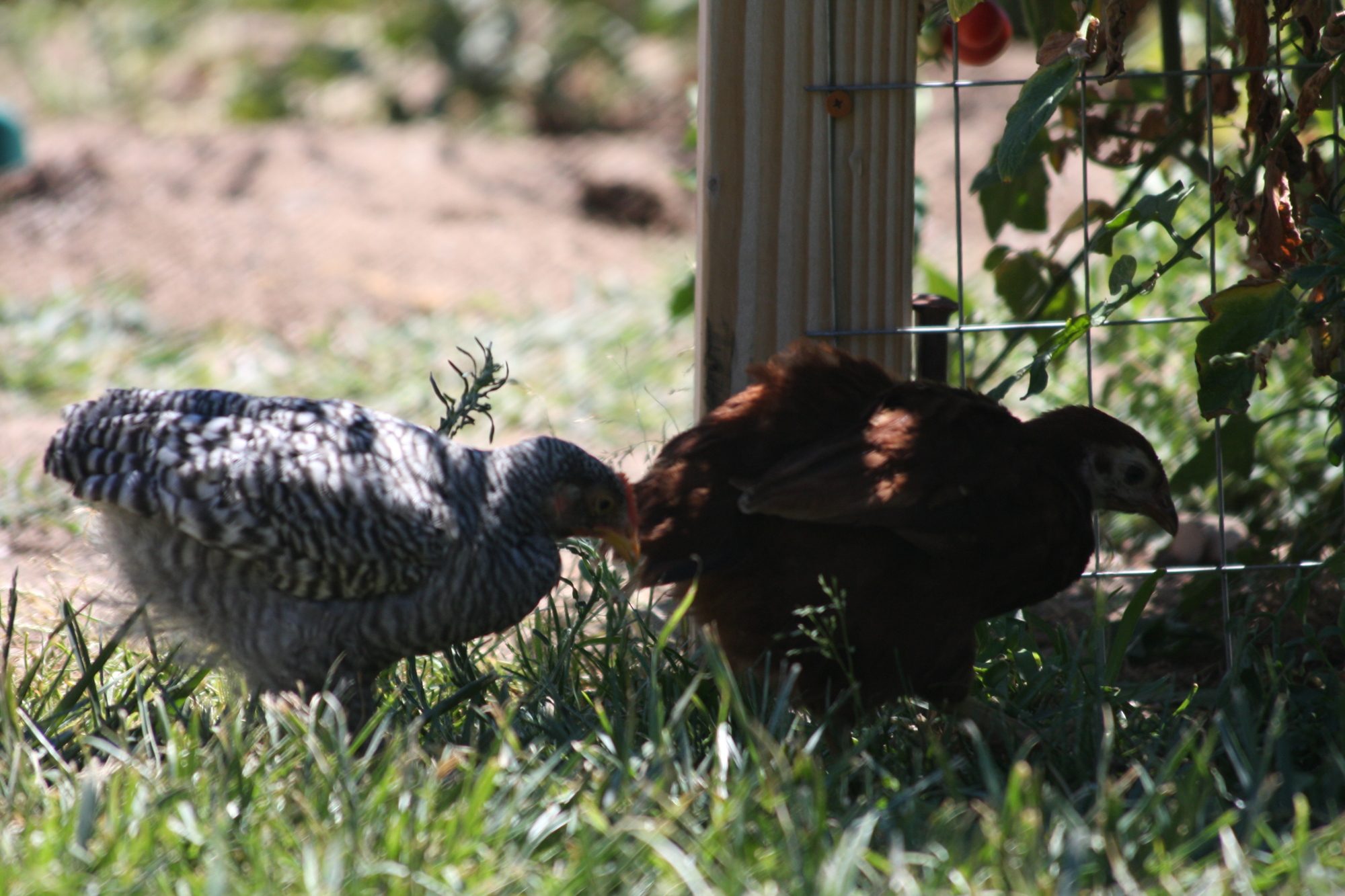 Picture of bard rock and RIR.  Grew up together in same box; both needed poultry physical therapy for leg problems after hatching.
