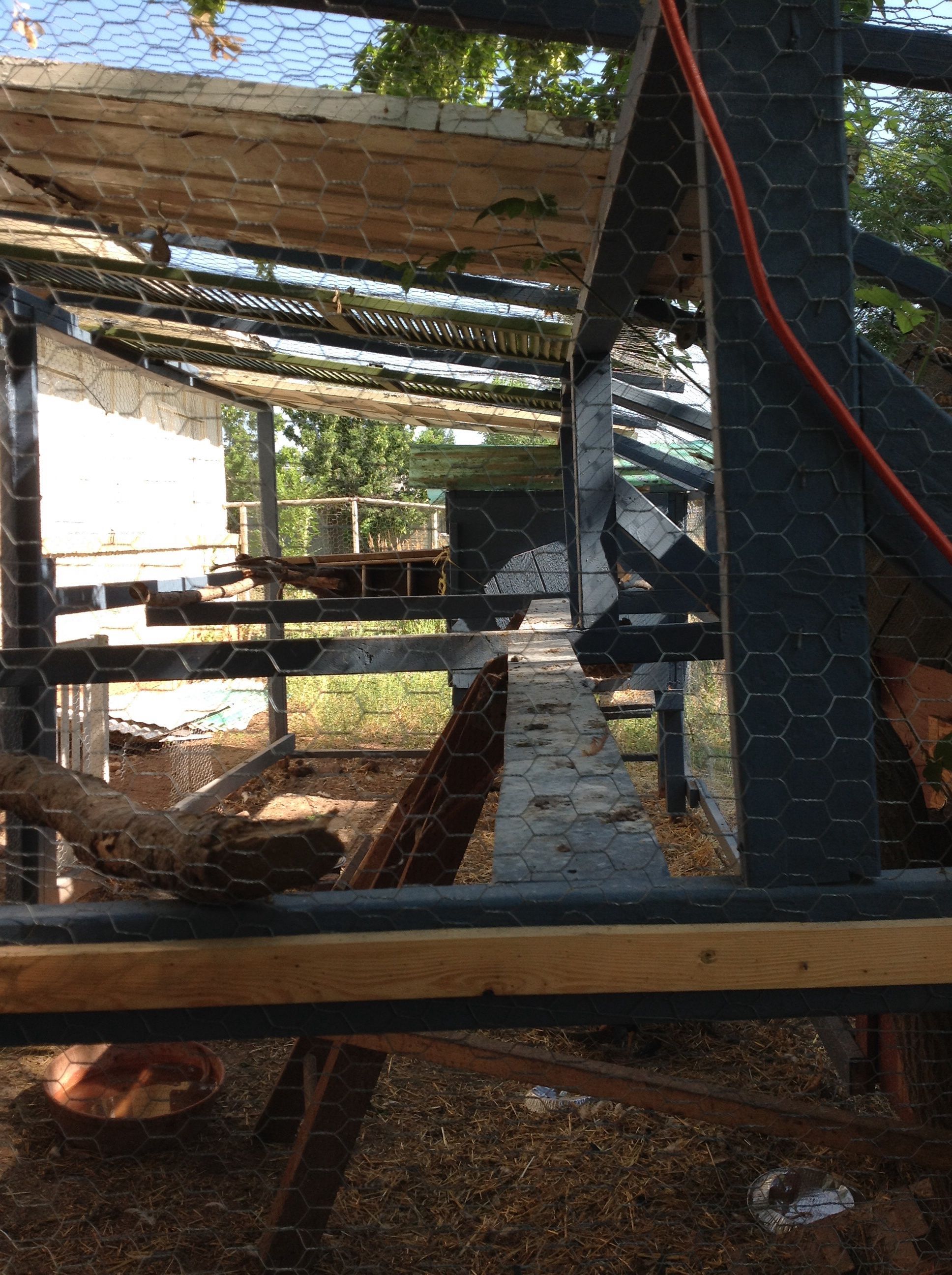 Picture of  roosts in run looking at smaller coop