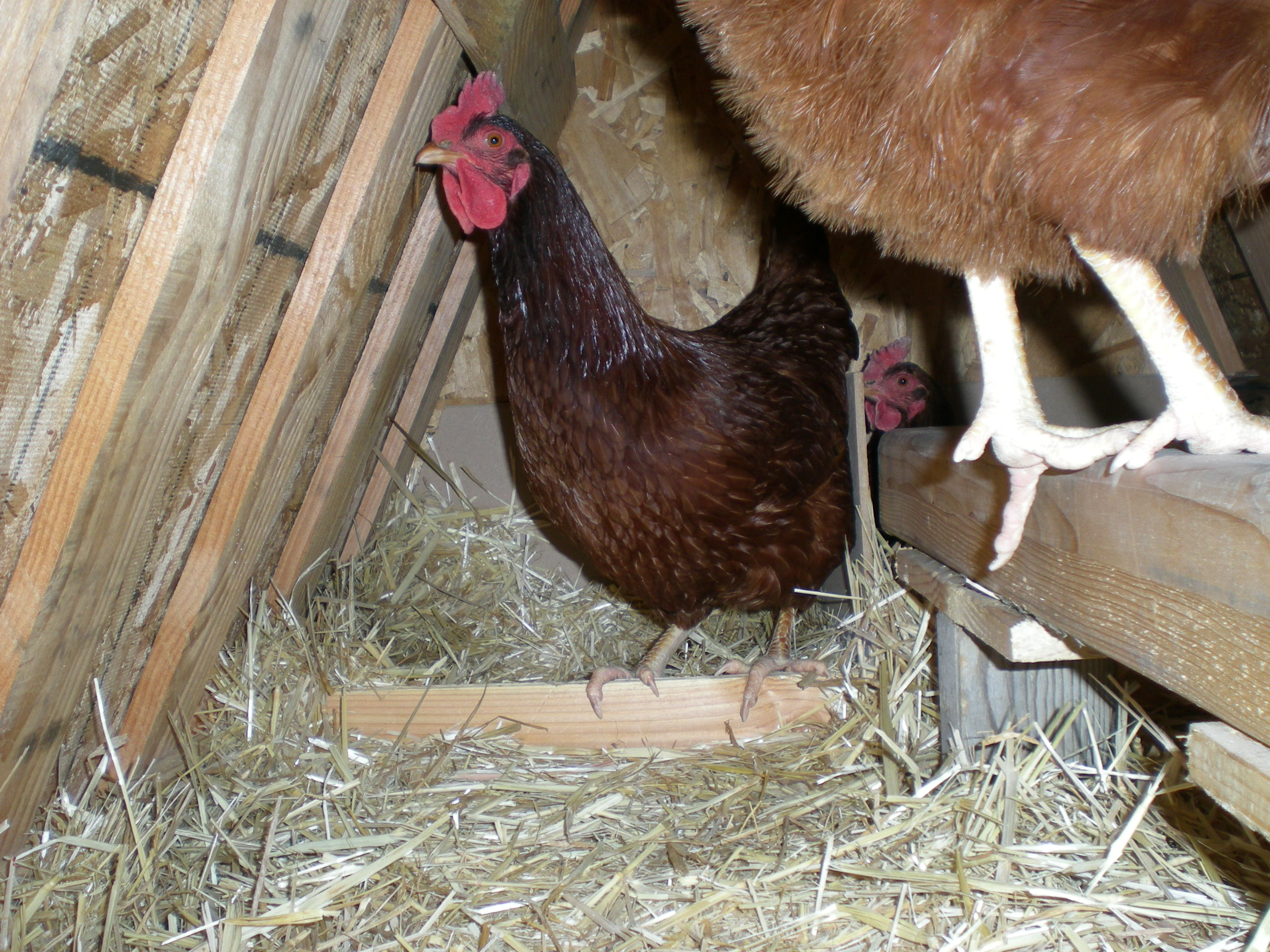 Picture of them in the coop, that is Pink, front and centered, with Ruby in the nest in the back and Ginger's butt, lol!