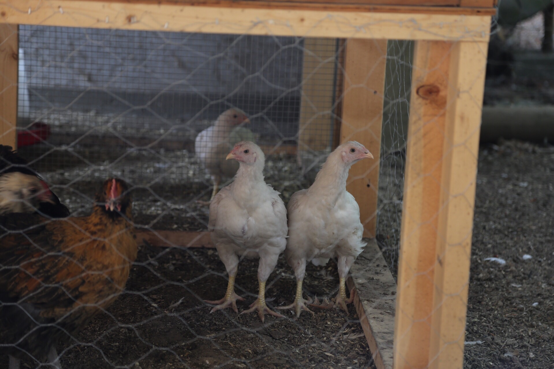 Picture of two of my Large Fowl White Cornish chicks at 8 weeks of age.