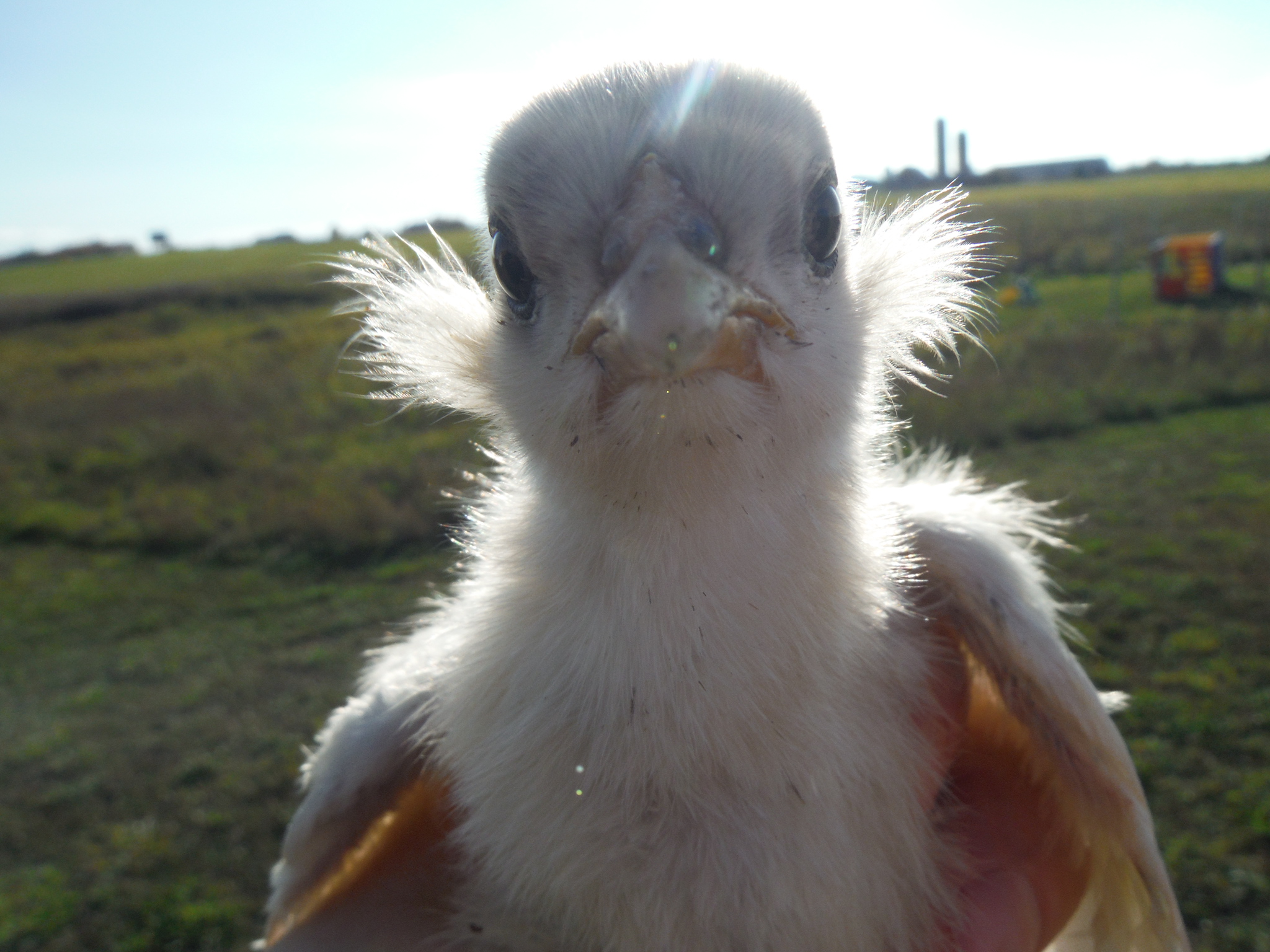 Picture showing well developed tufts on a young splash chick.