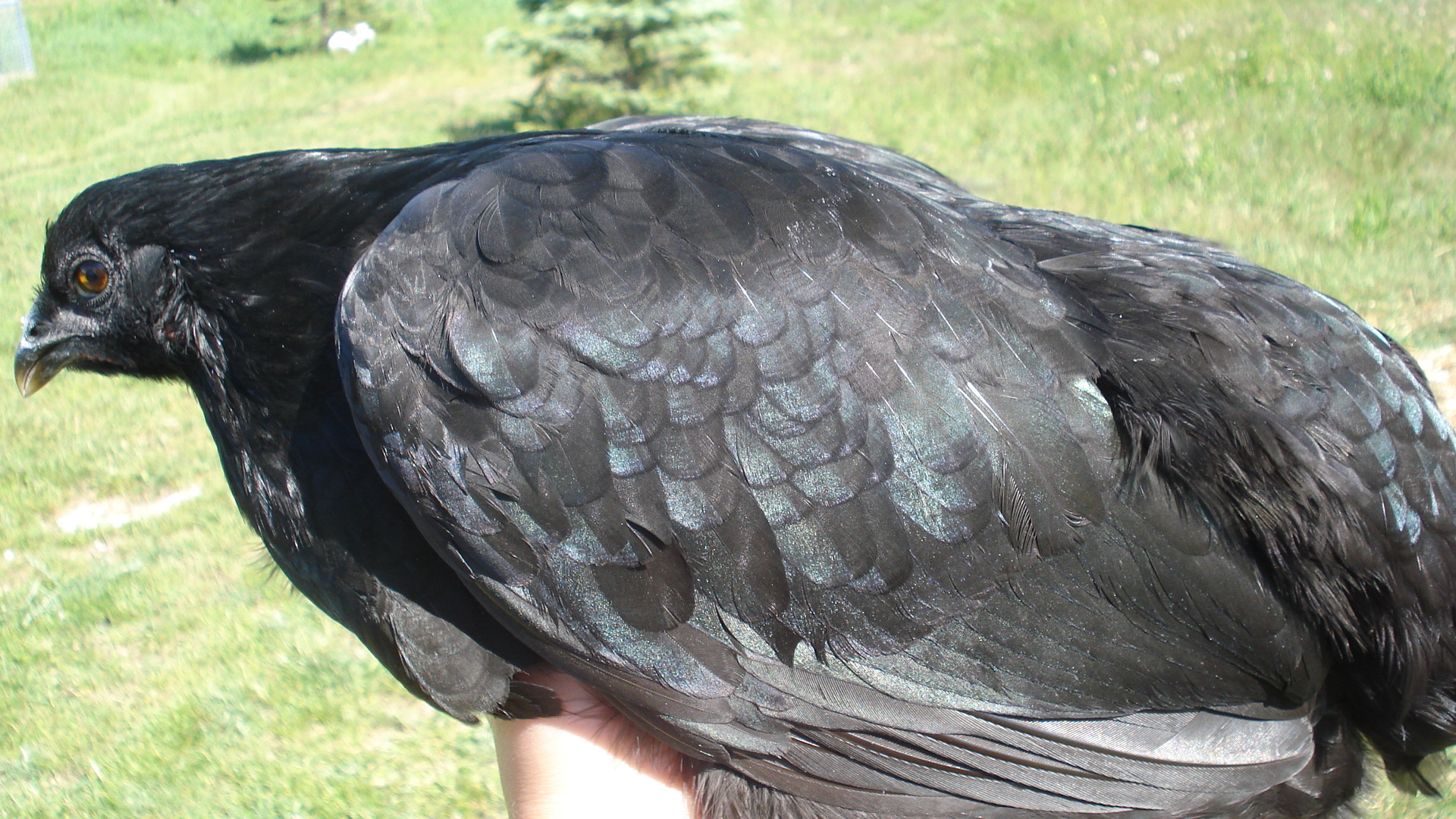 Picture taken 6/13/12. The only Araucana pullet hatched this year, from Gary Ramey's stock. She is black, rumpless, and cleanfaced.