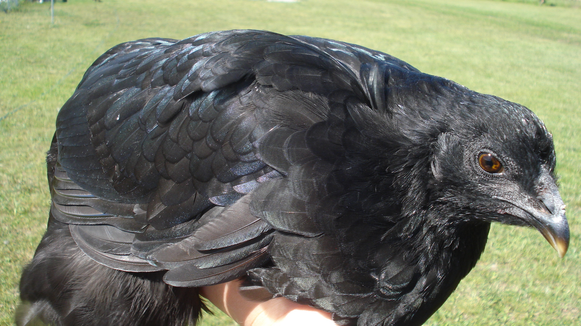 Picture taken 6/13/12. The only Araucana pullet hatched this year, from Gary Ramey's stock. She is black, rumpless, and cleanfaced.