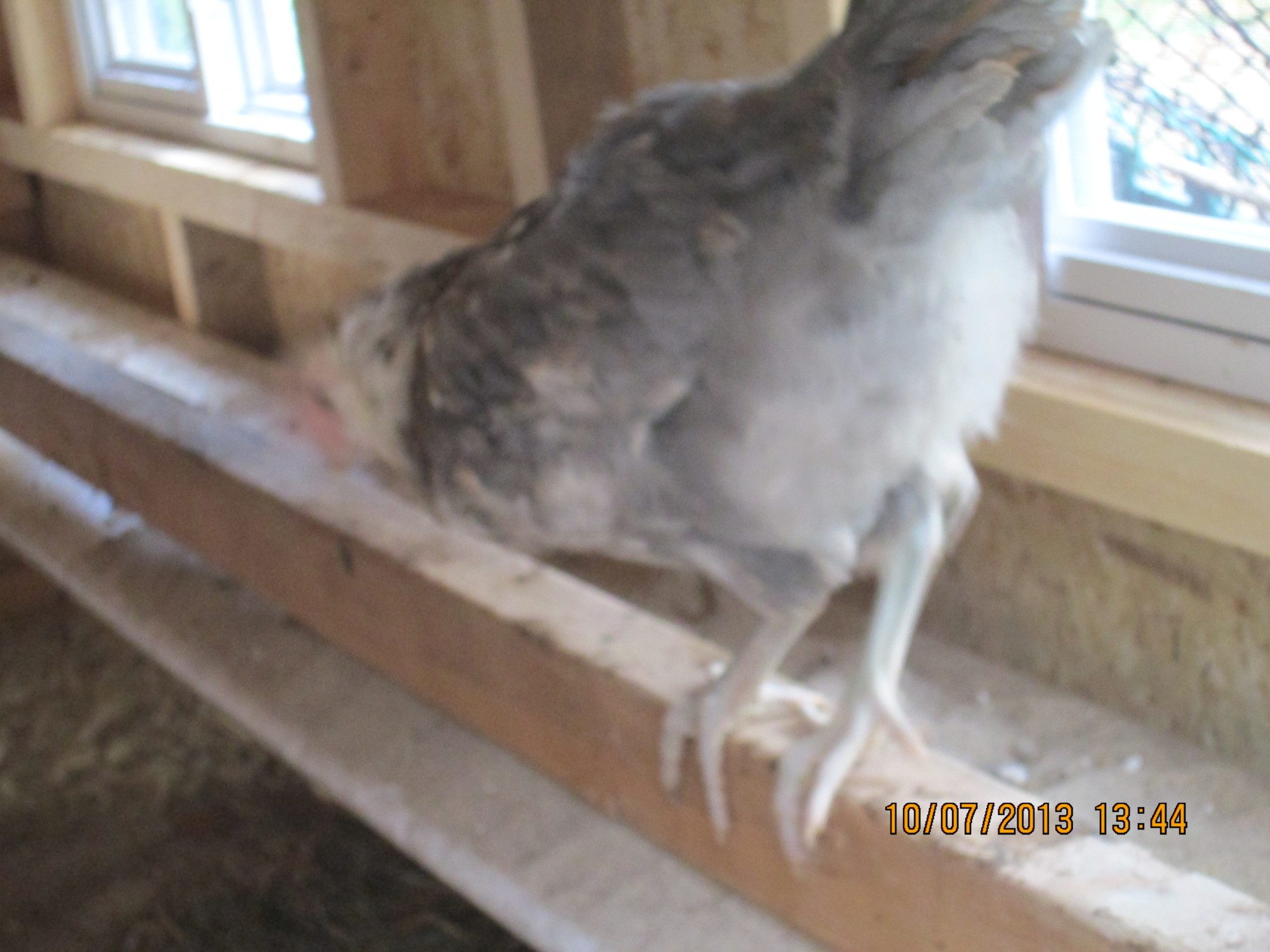 "pidg" americana  or arricana 10 weeks old she sorta looks like a pidgeon