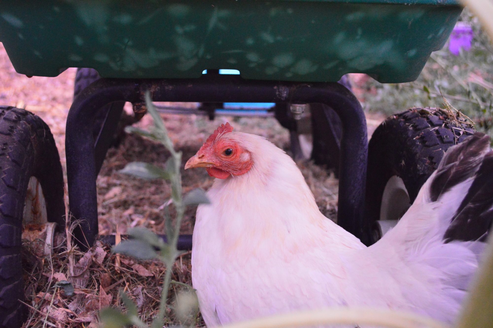 Pidgeon the Japanese Bantam