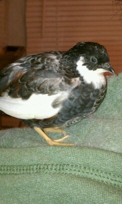 pie bald male. About eight weeks old in pic.