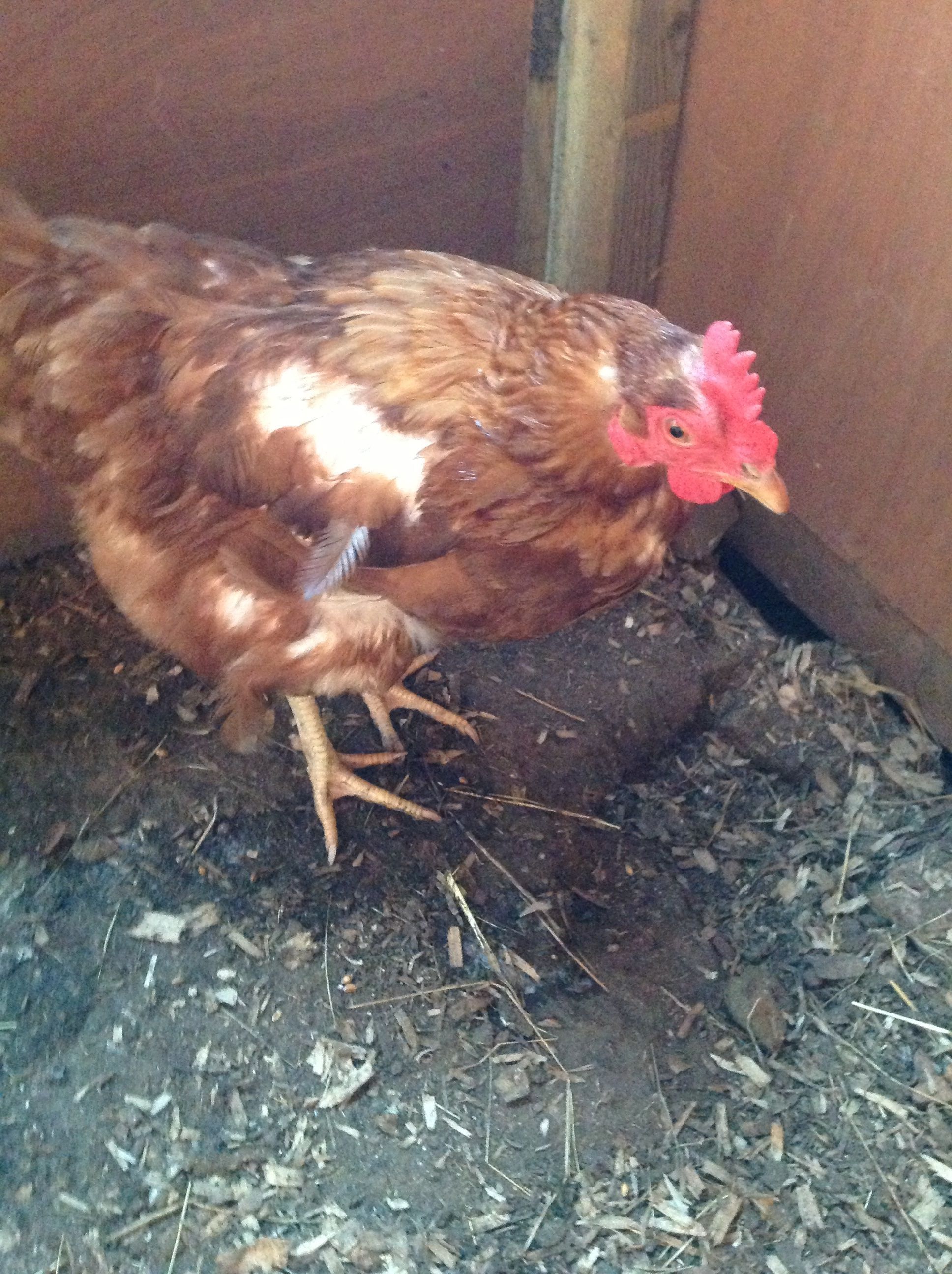 Pie, My Old gold star