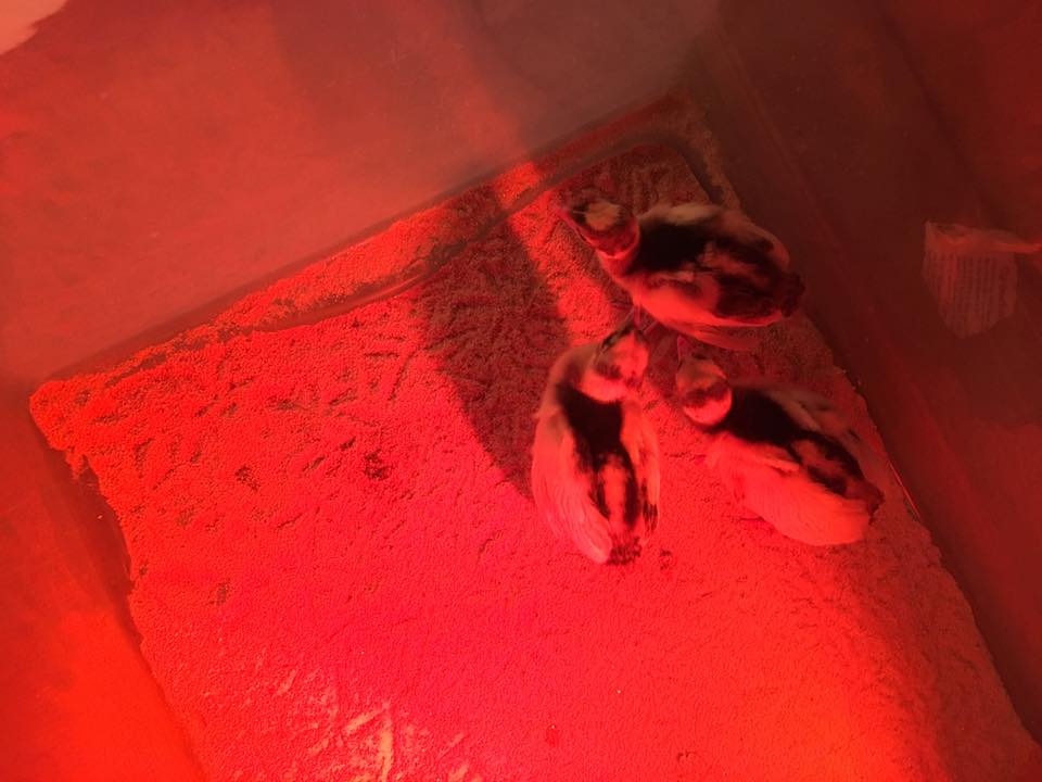 Pied 216 babies