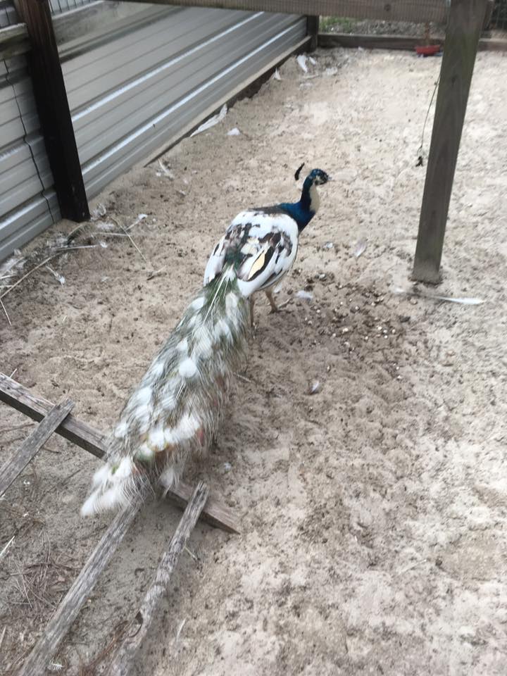 Pied boy