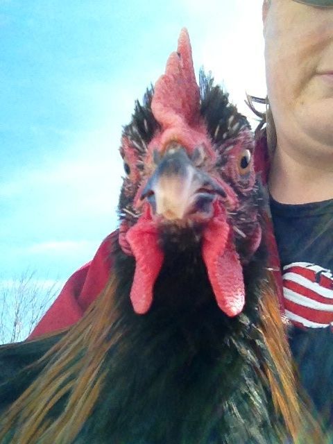 Pierre (broken beak tip)