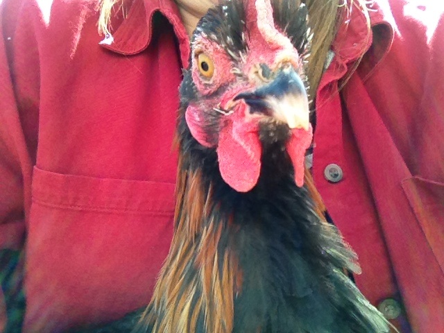 Pierre (broken beak tip)