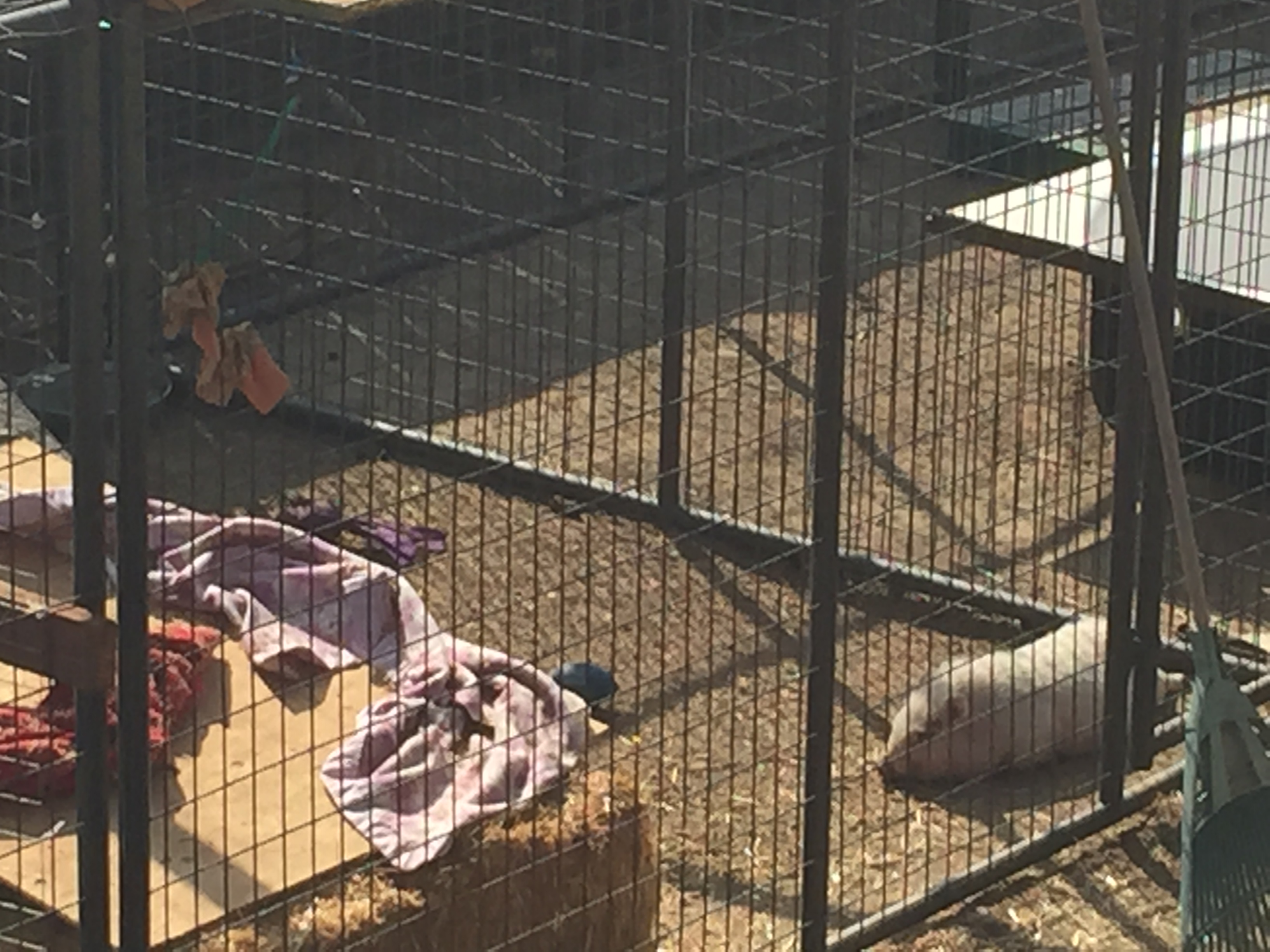 Pig Pen. This is our pig, Wilbur.
