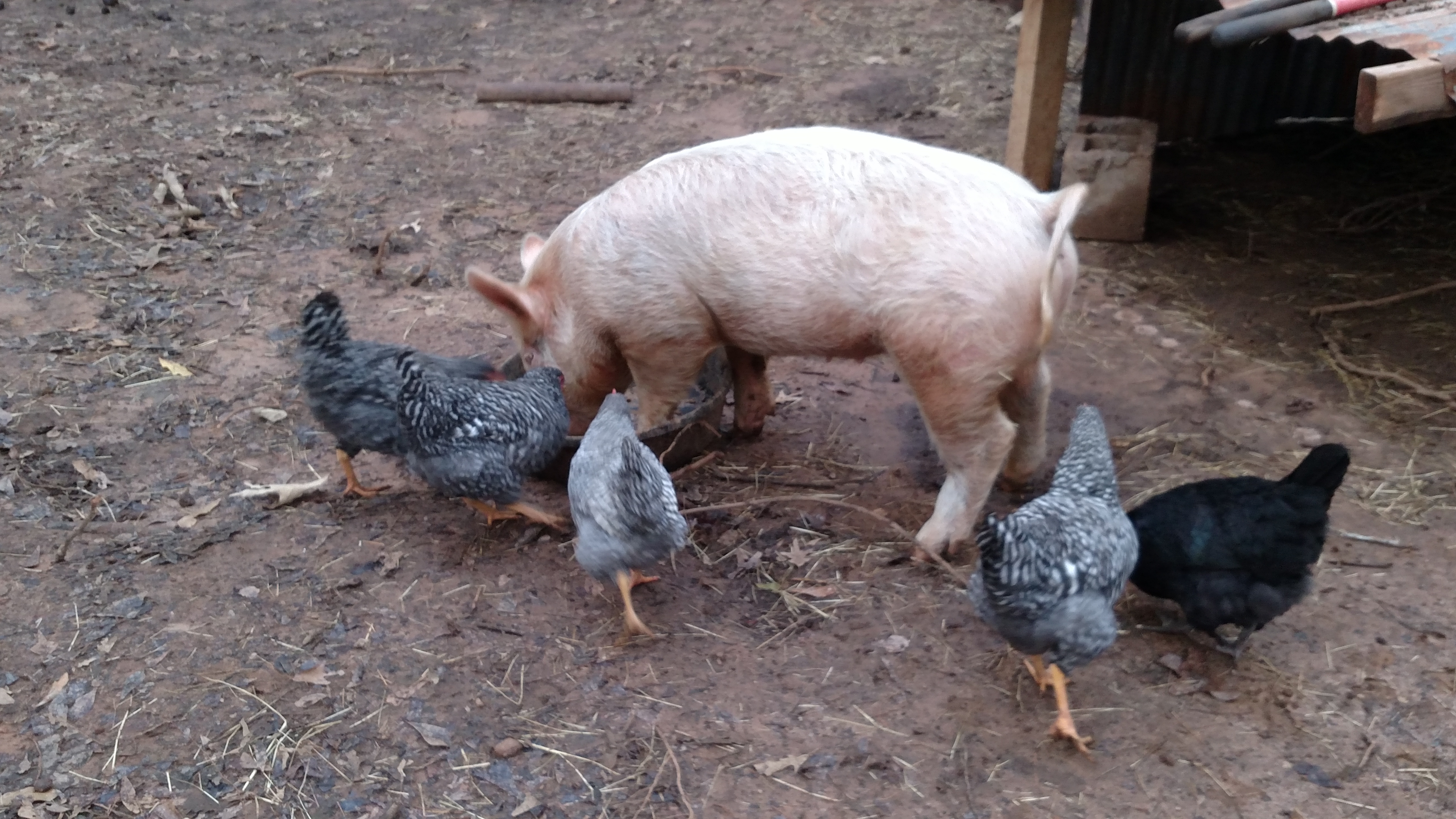 Pig pig & checker peckers looking good after cold snap set in.