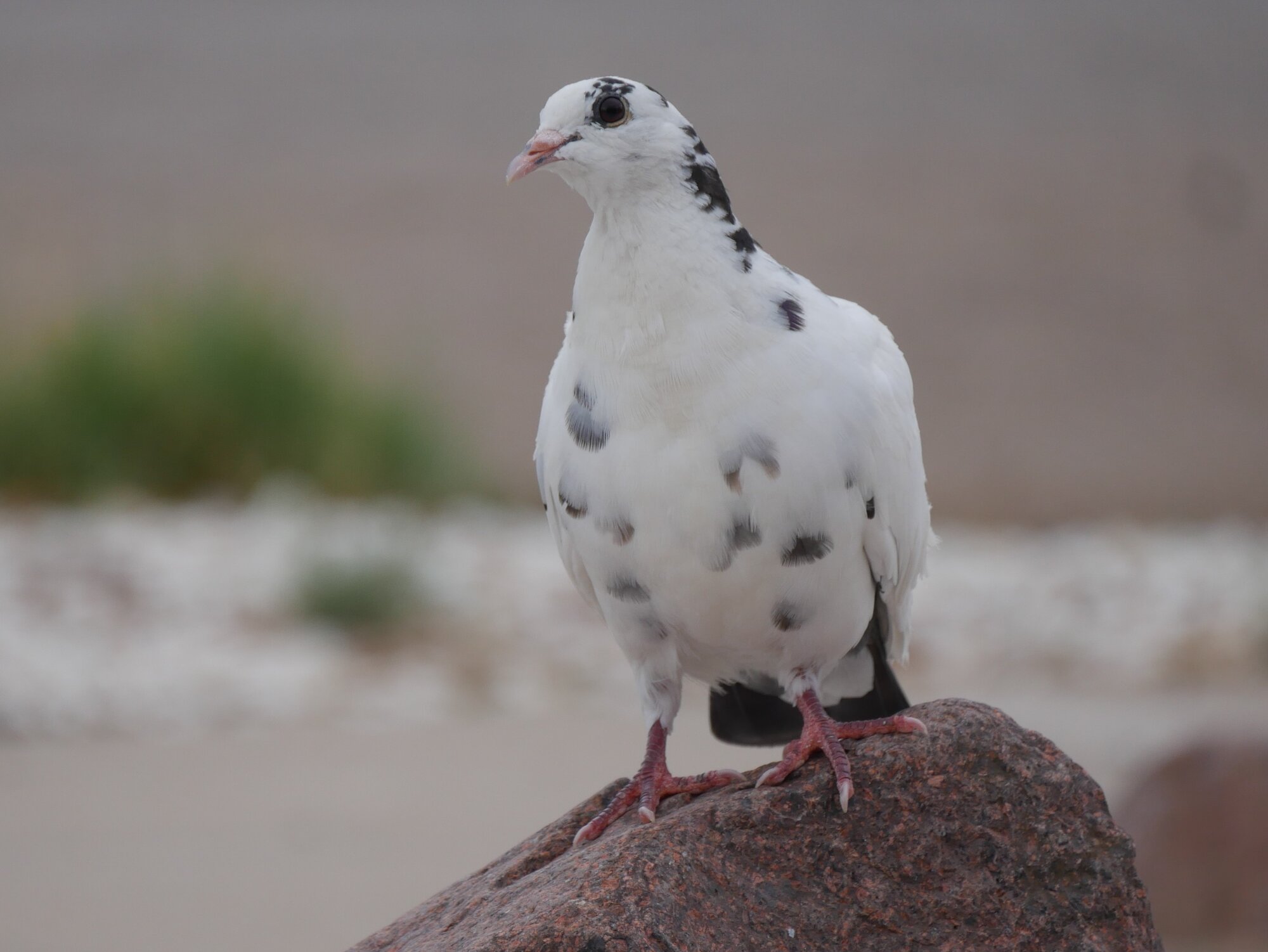 Pigeon.JPG