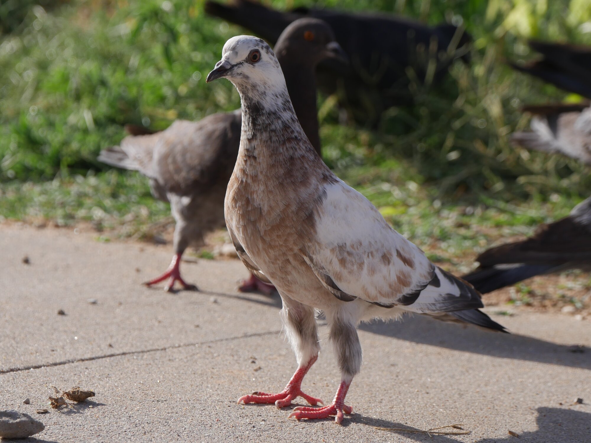 Pigeon.JPG