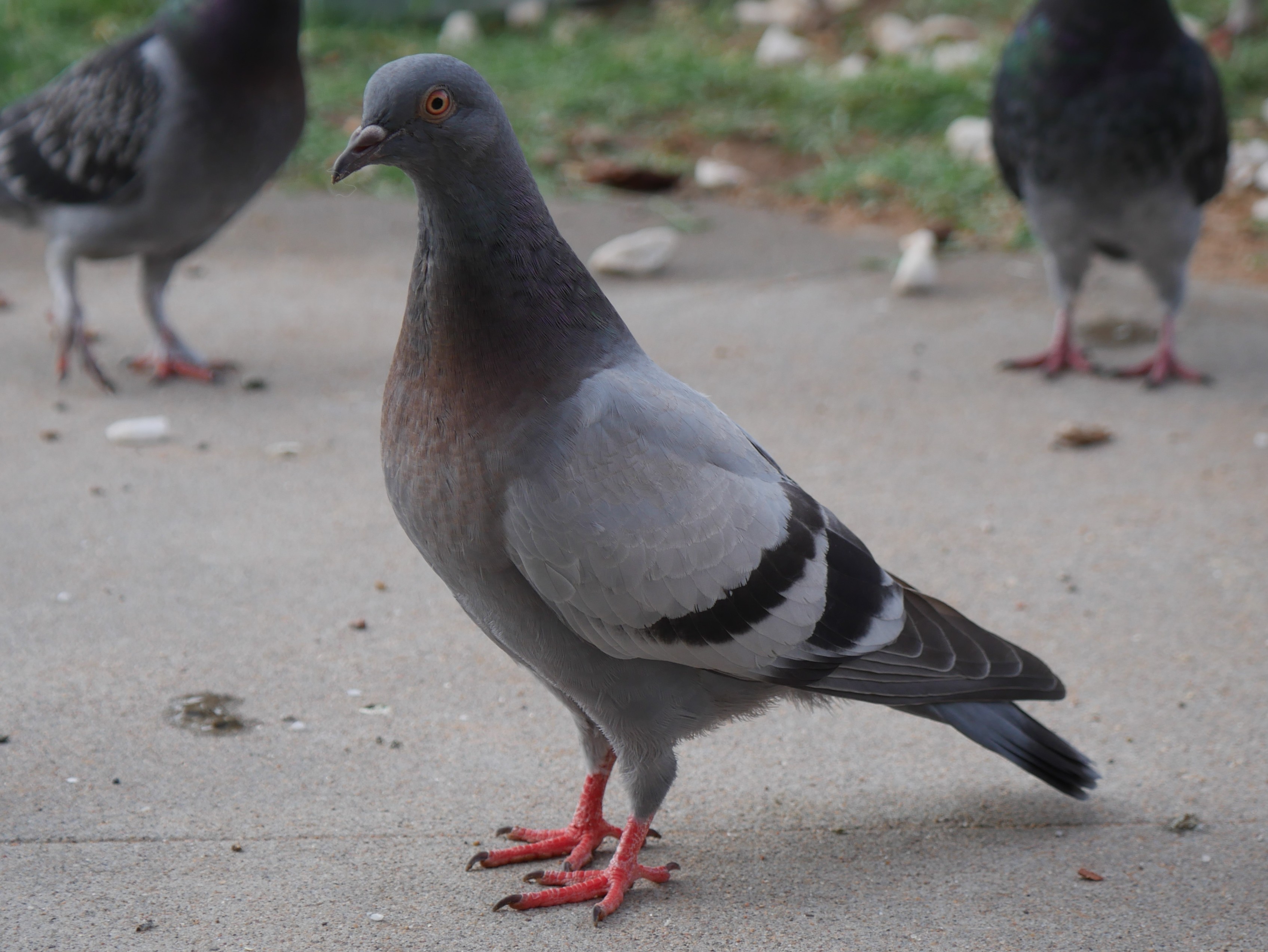 Pigeon looking at me