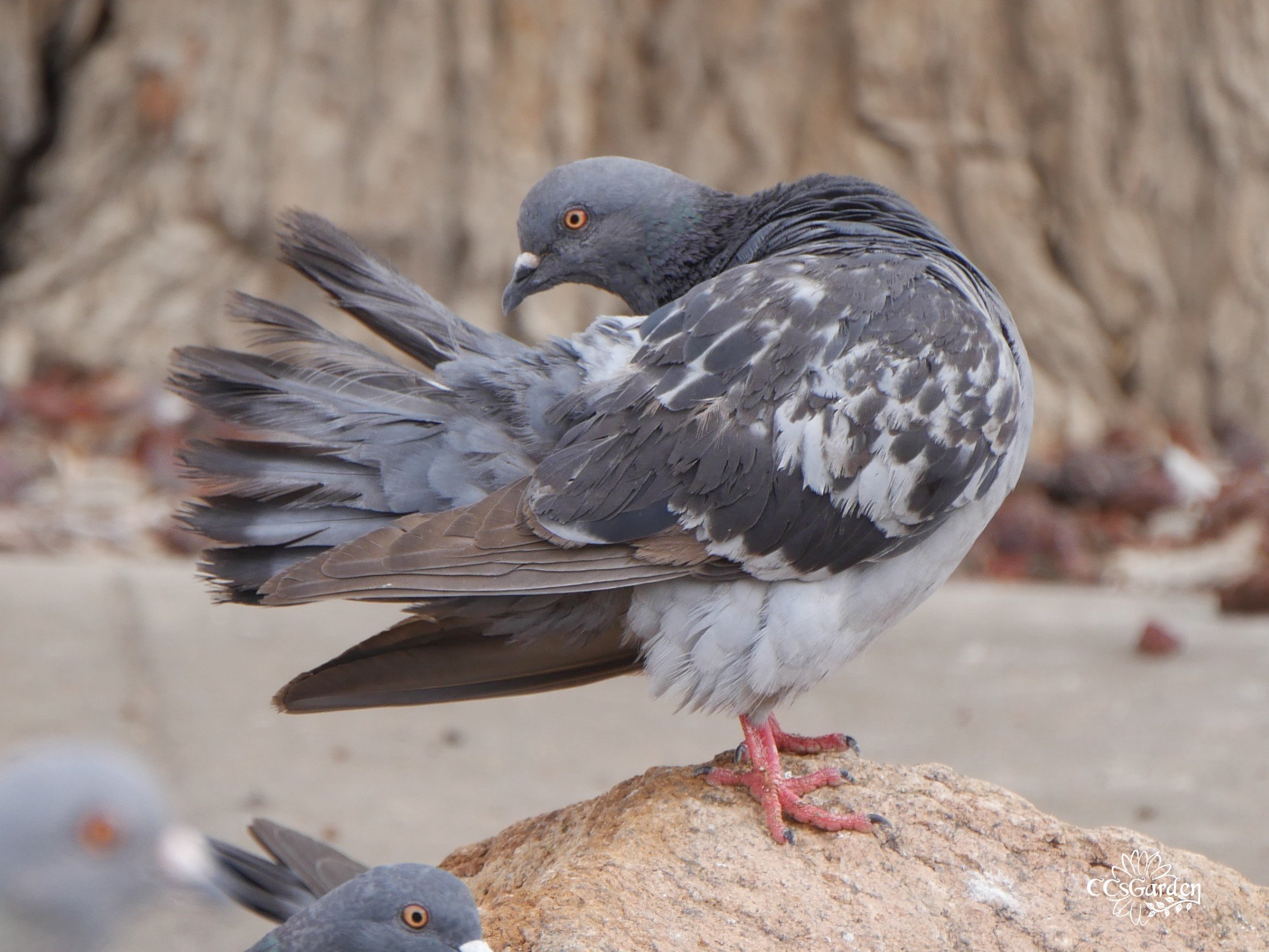 pigeon preening .JPG
