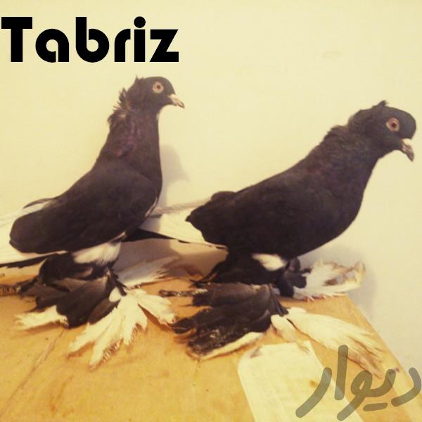 pigeon Tabriz
Тебризские бойные

Tabriz

Tabriz Breeds