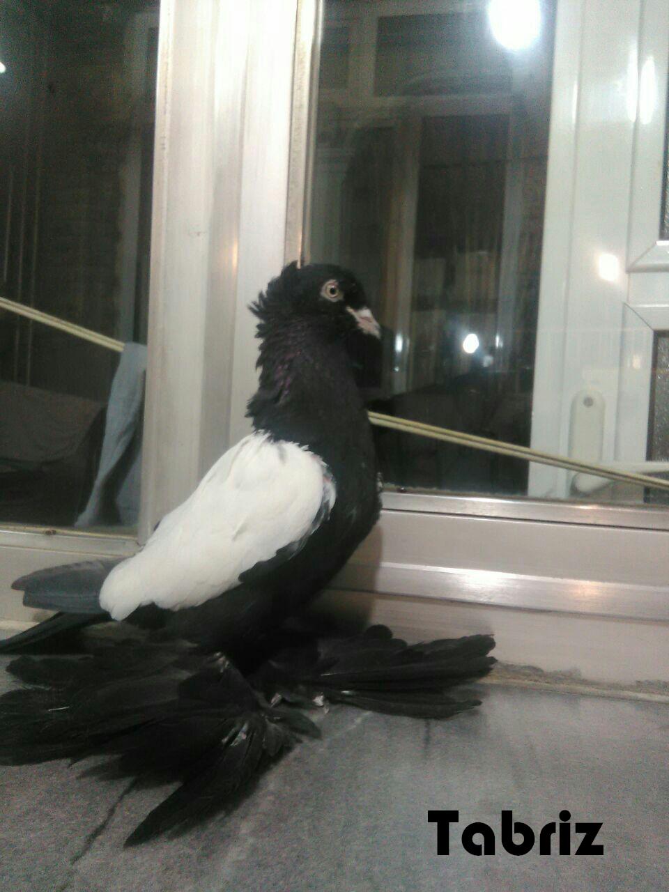 pigeon Tabriz
Тебризские бойные

Tabriz

Tabriz Breeds