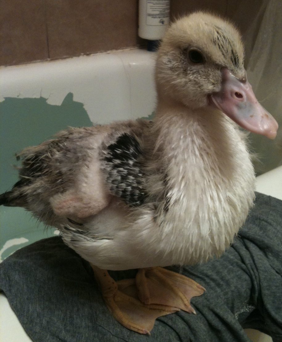 Pigeon toed duck