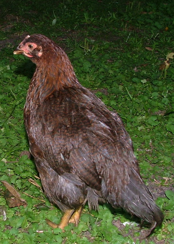Pigeon